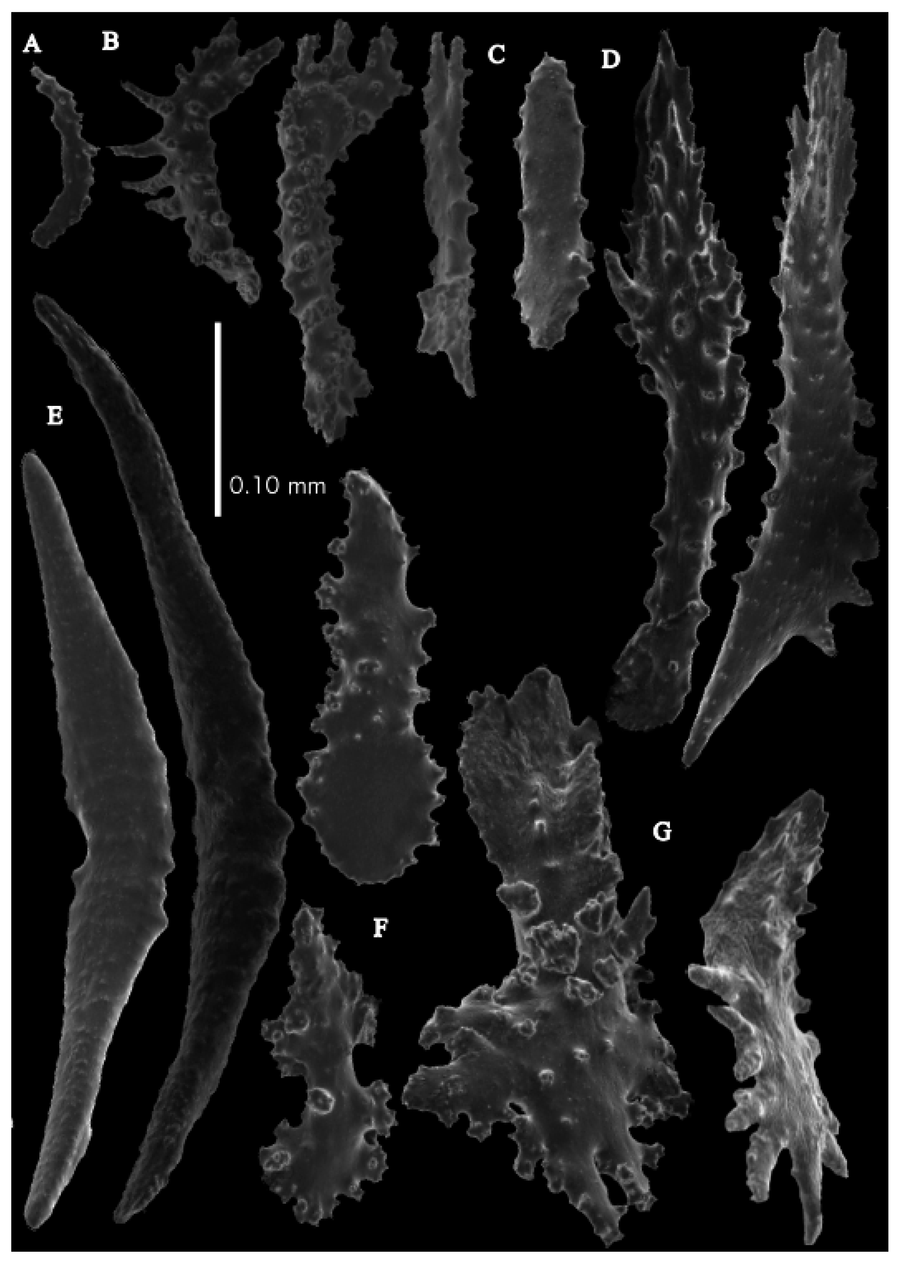 Taxonomy 03 00018 g017