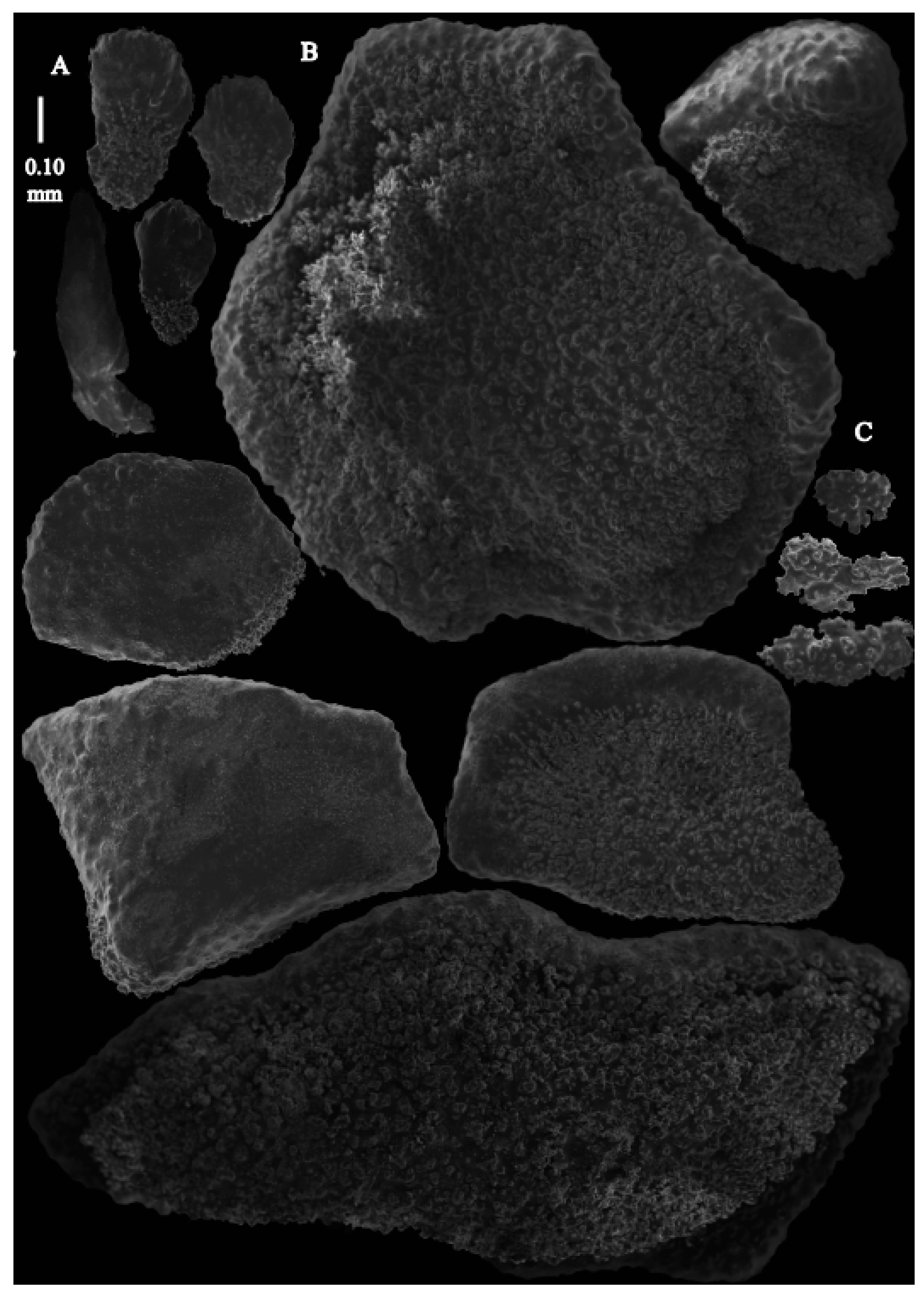 Taxonomy 03 00018 g032