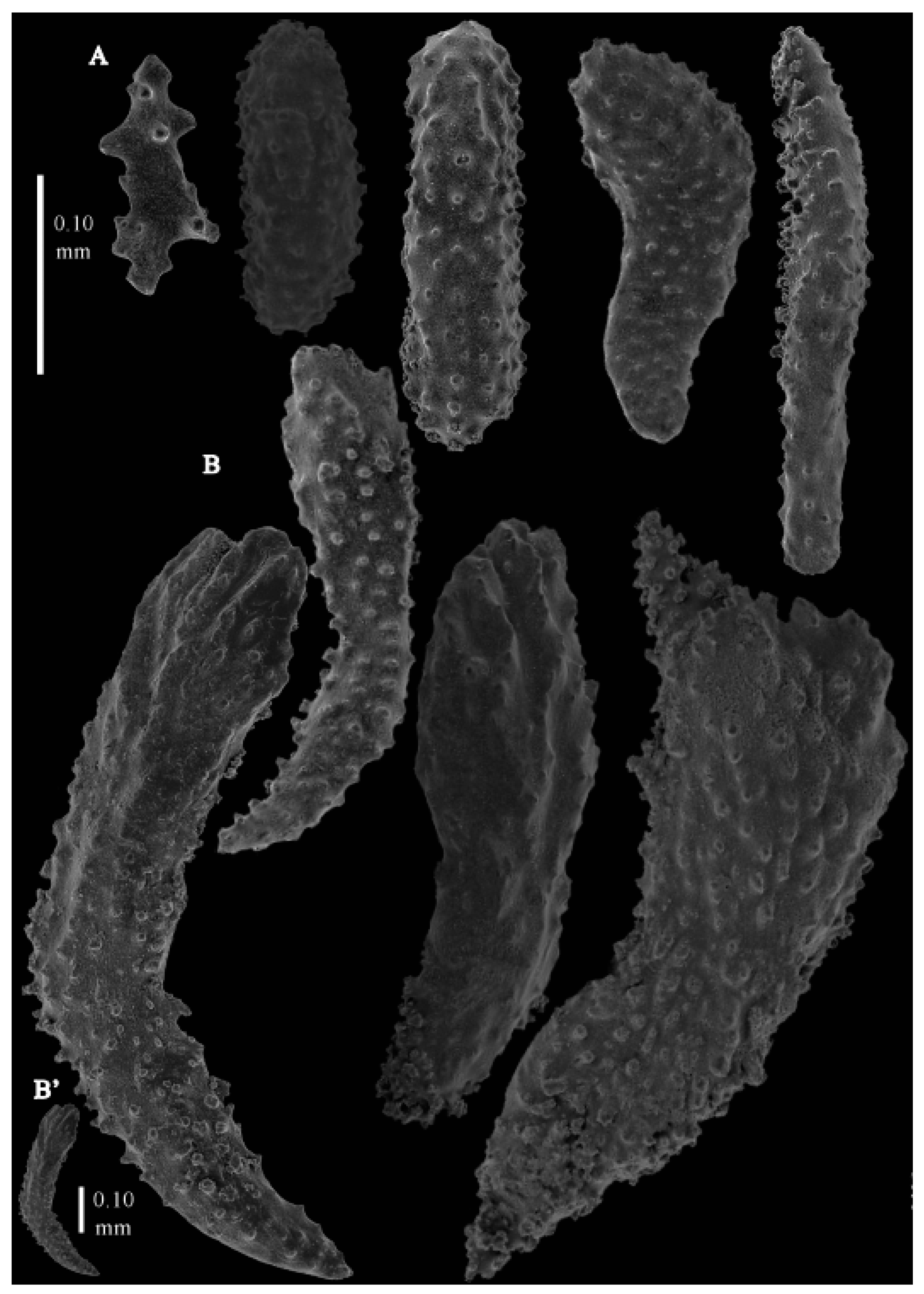 Taxonomy 03 00018 g034