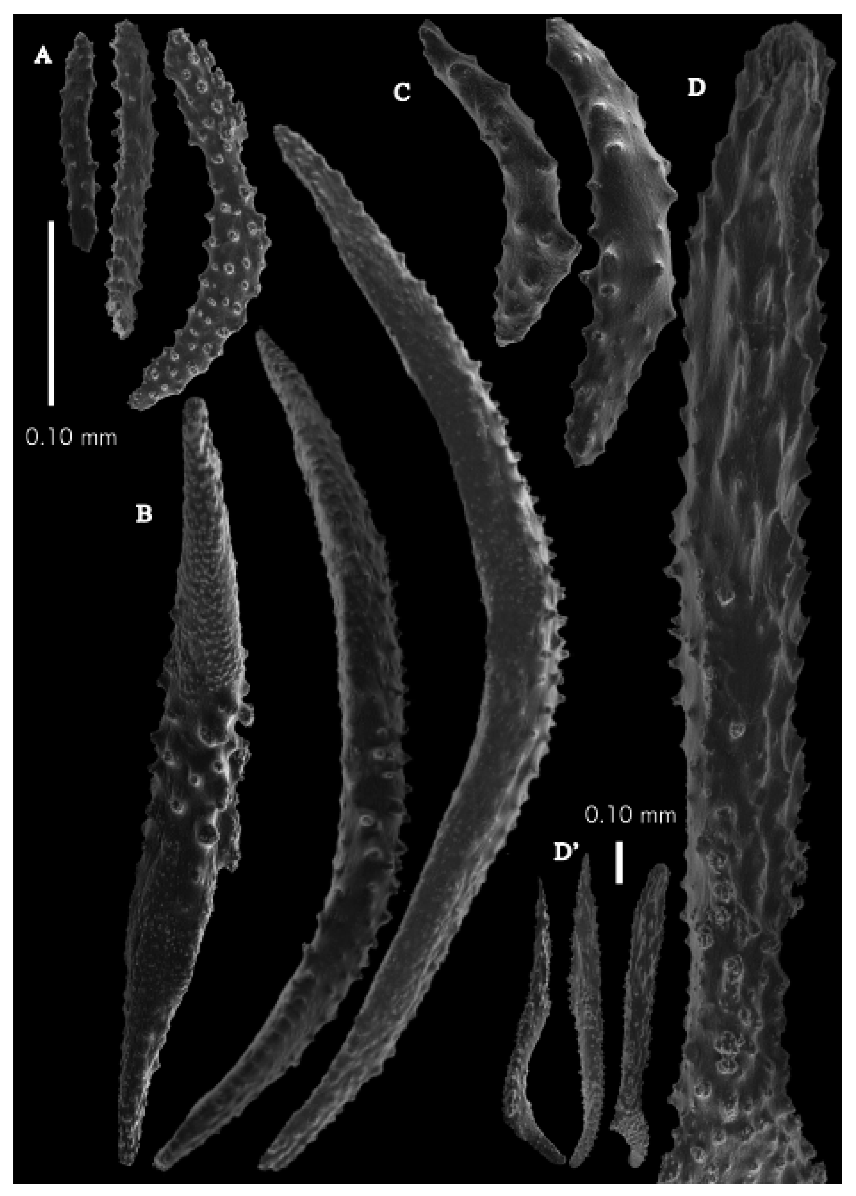 Taxonomy 03 00018 g037