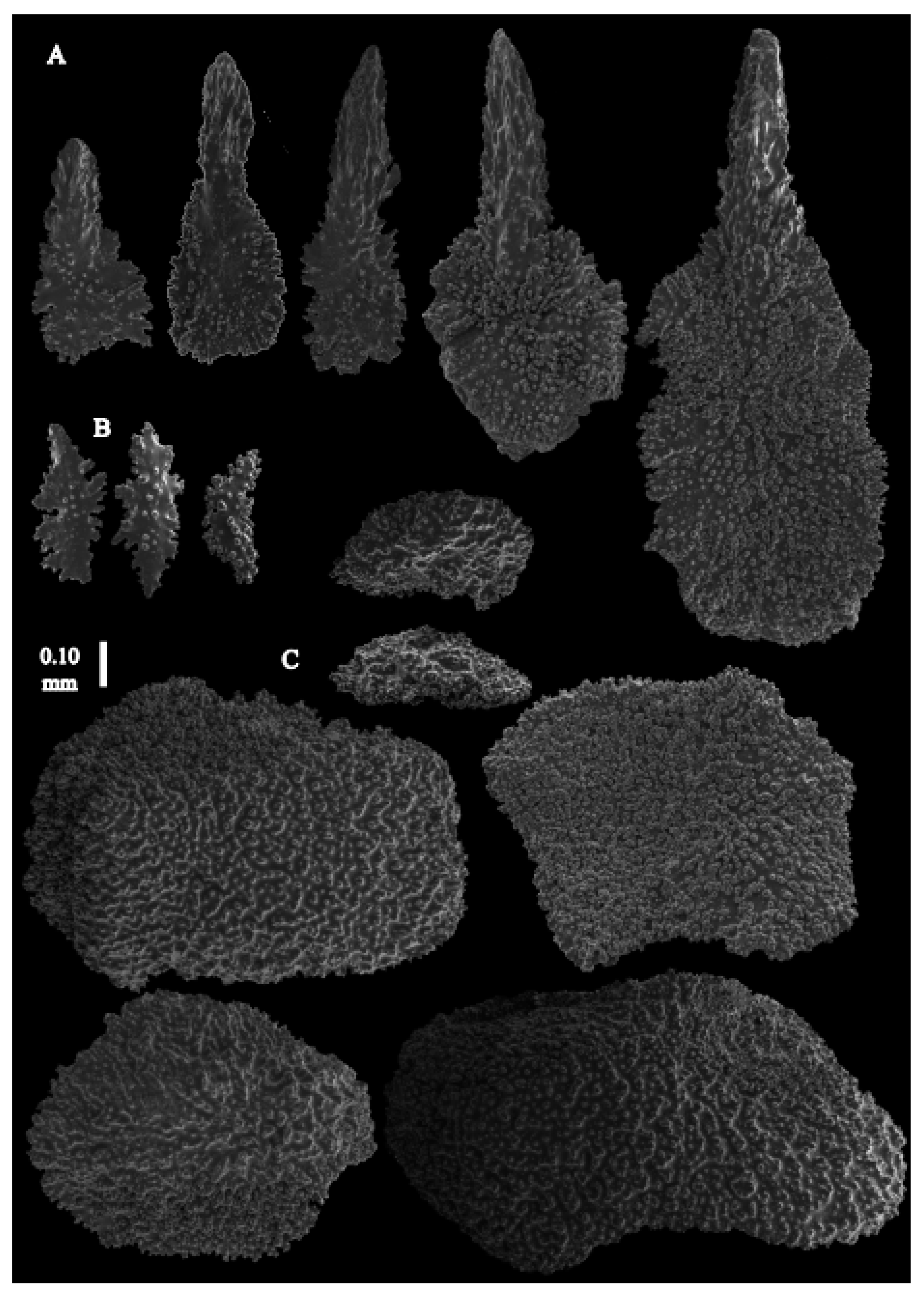Taxonomy 03 00018 g038