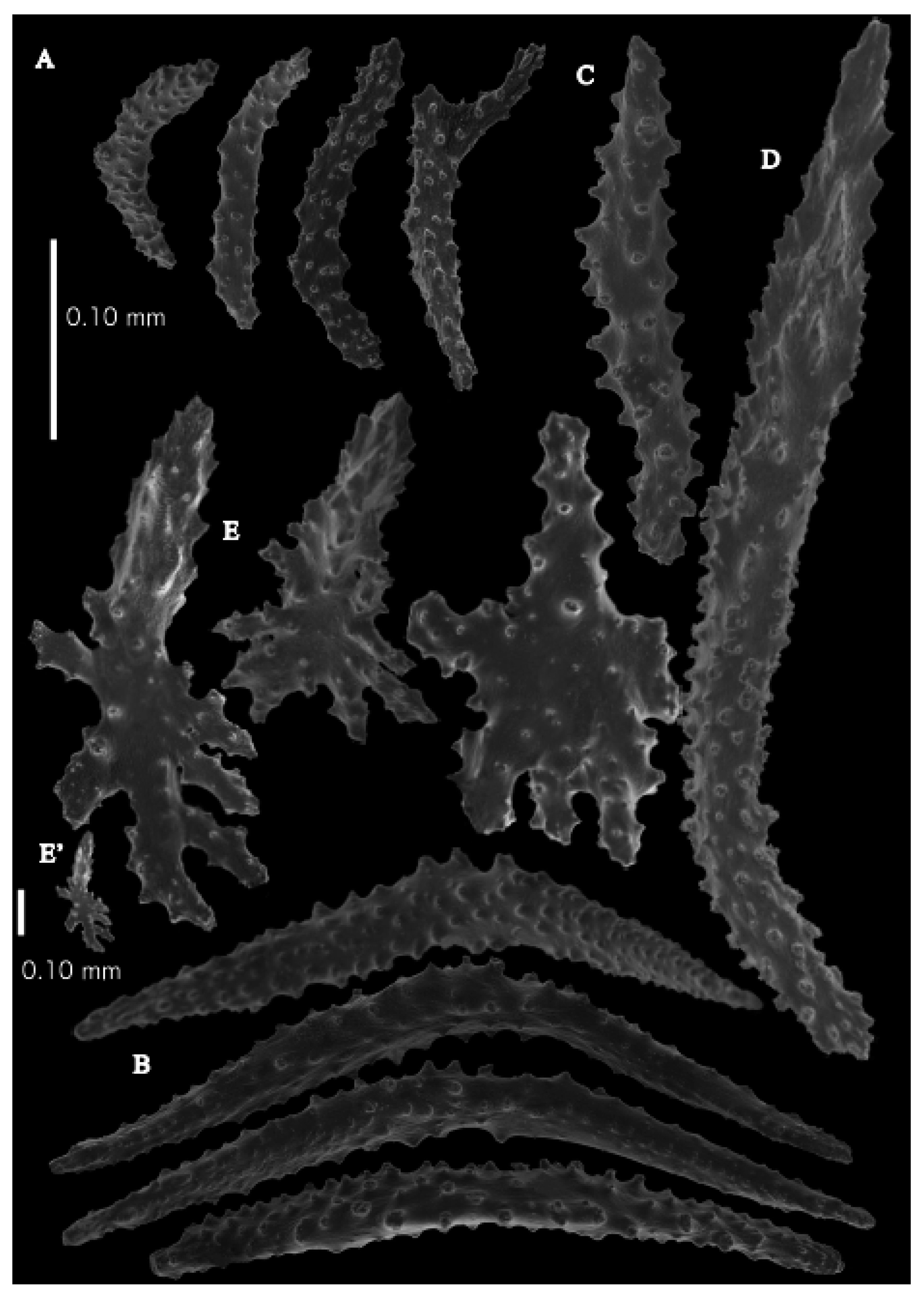 Taxonomy 03 00018 g039