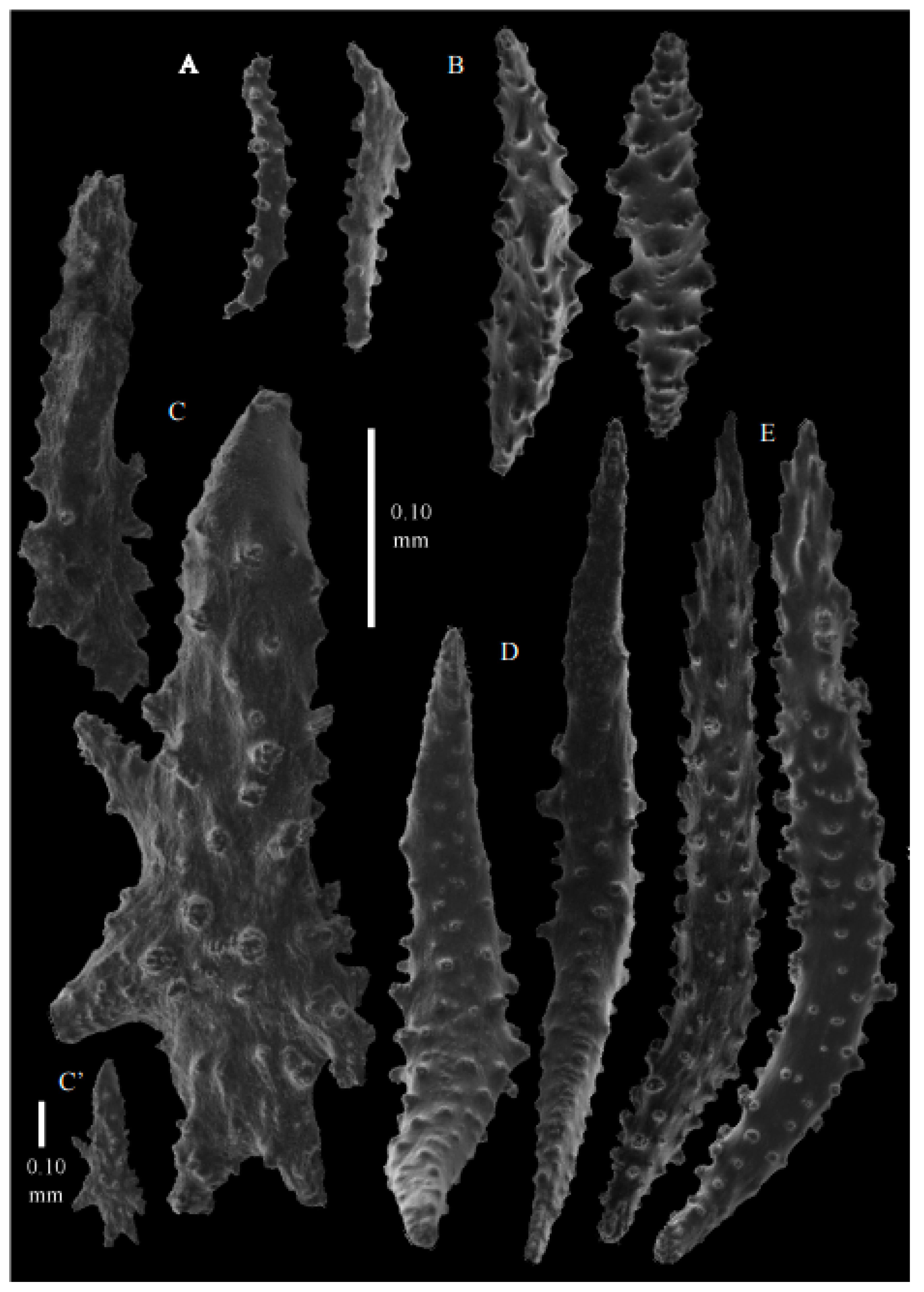 Taxonomy 03 00018 g049