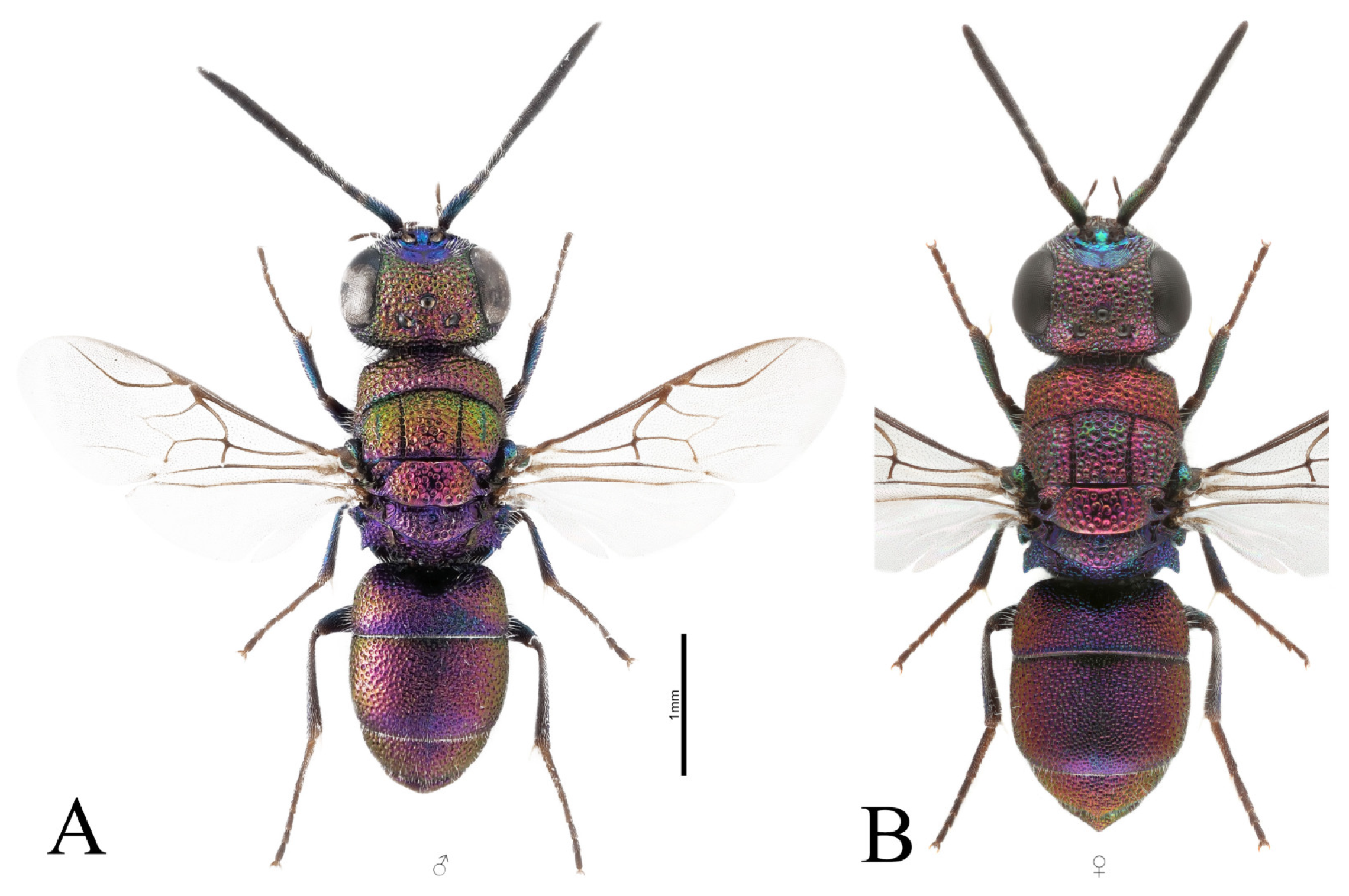 Taxonomy 03 00023 g001 Taxonomy 03 00023 g001
