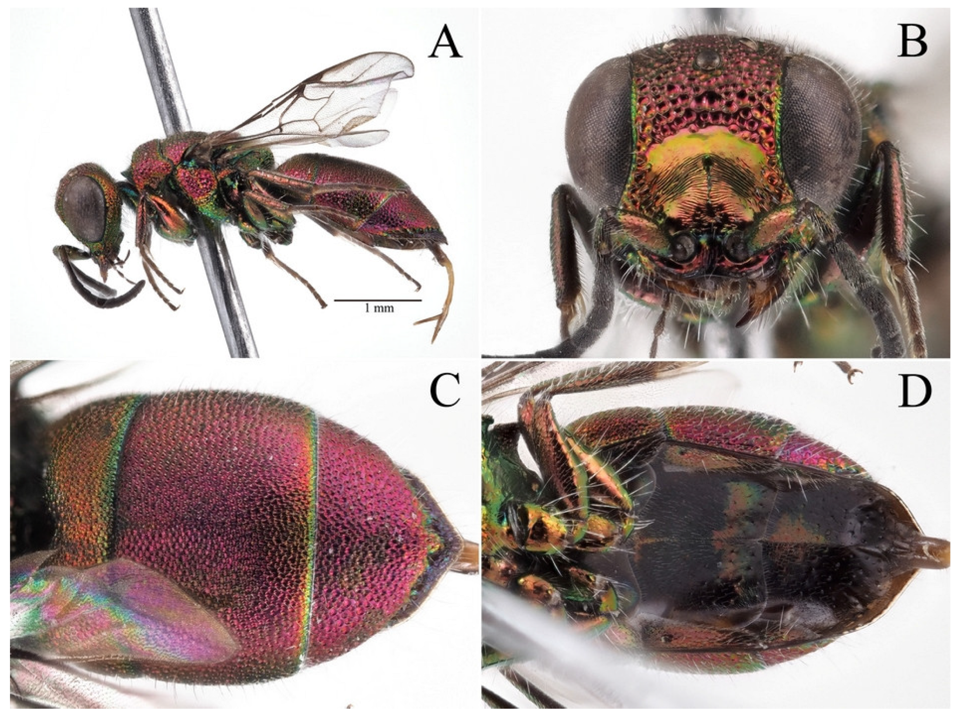 Taxonomy 03 00023 g003 Taxonomy 03 00023 g003