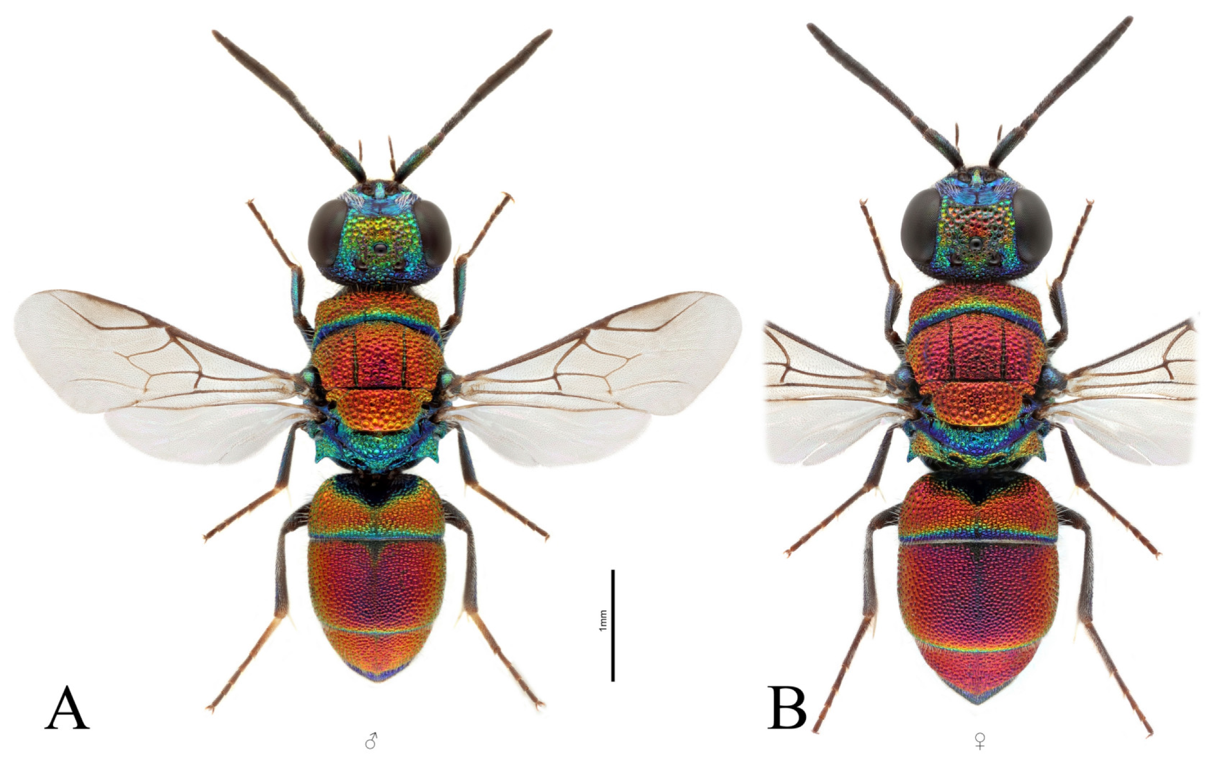 Taxonomy 03 00023 g004 Taxonomy 03 00023 g004