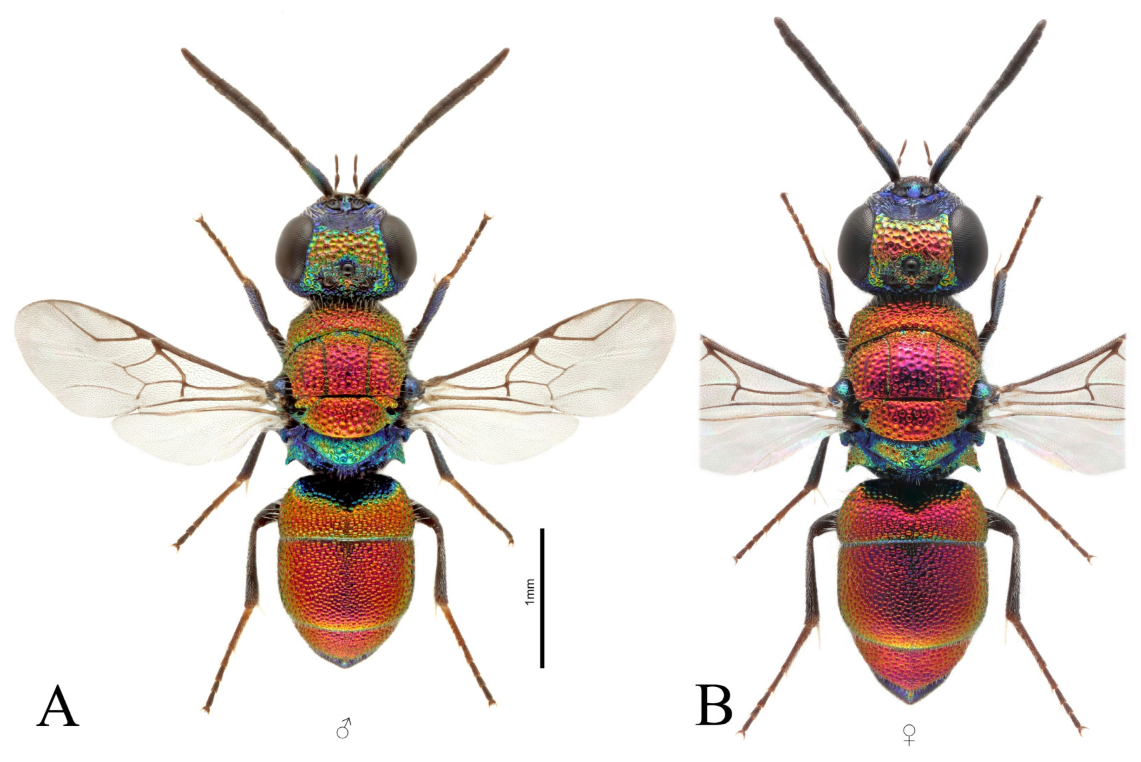 Taxonomy 03 00023 g005 Taxonomy 03 00023 g005
