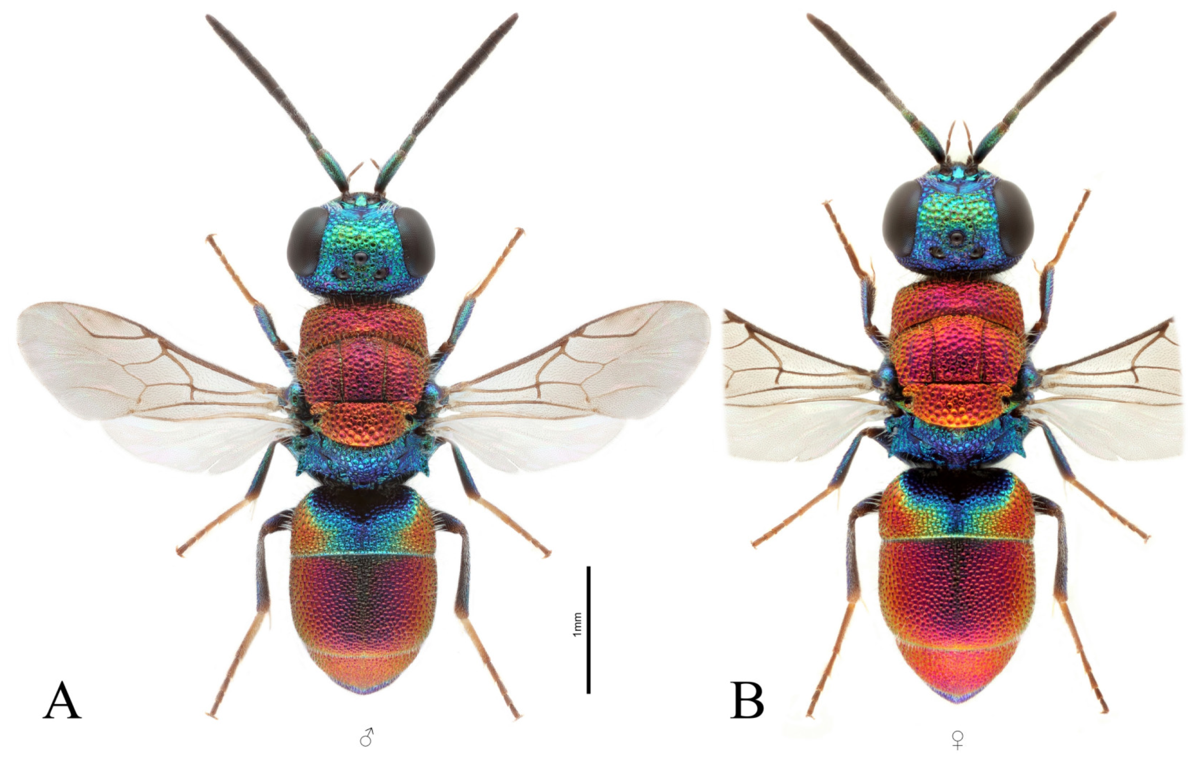 Taxonomy 03 00023 g007 Taxonomy 03 00023 g007