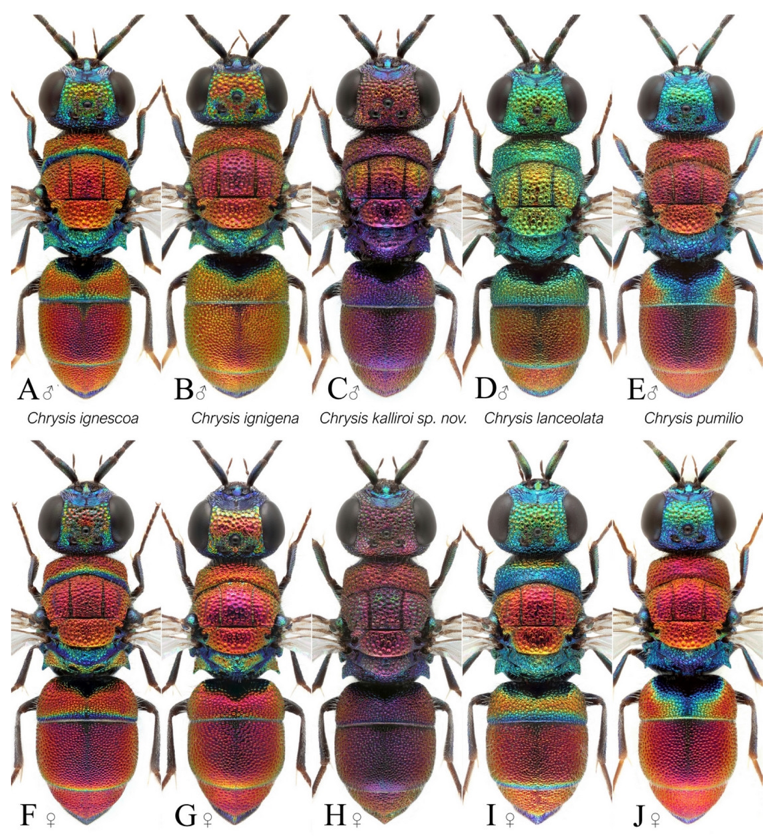 Taxonomy 03 00023 g008