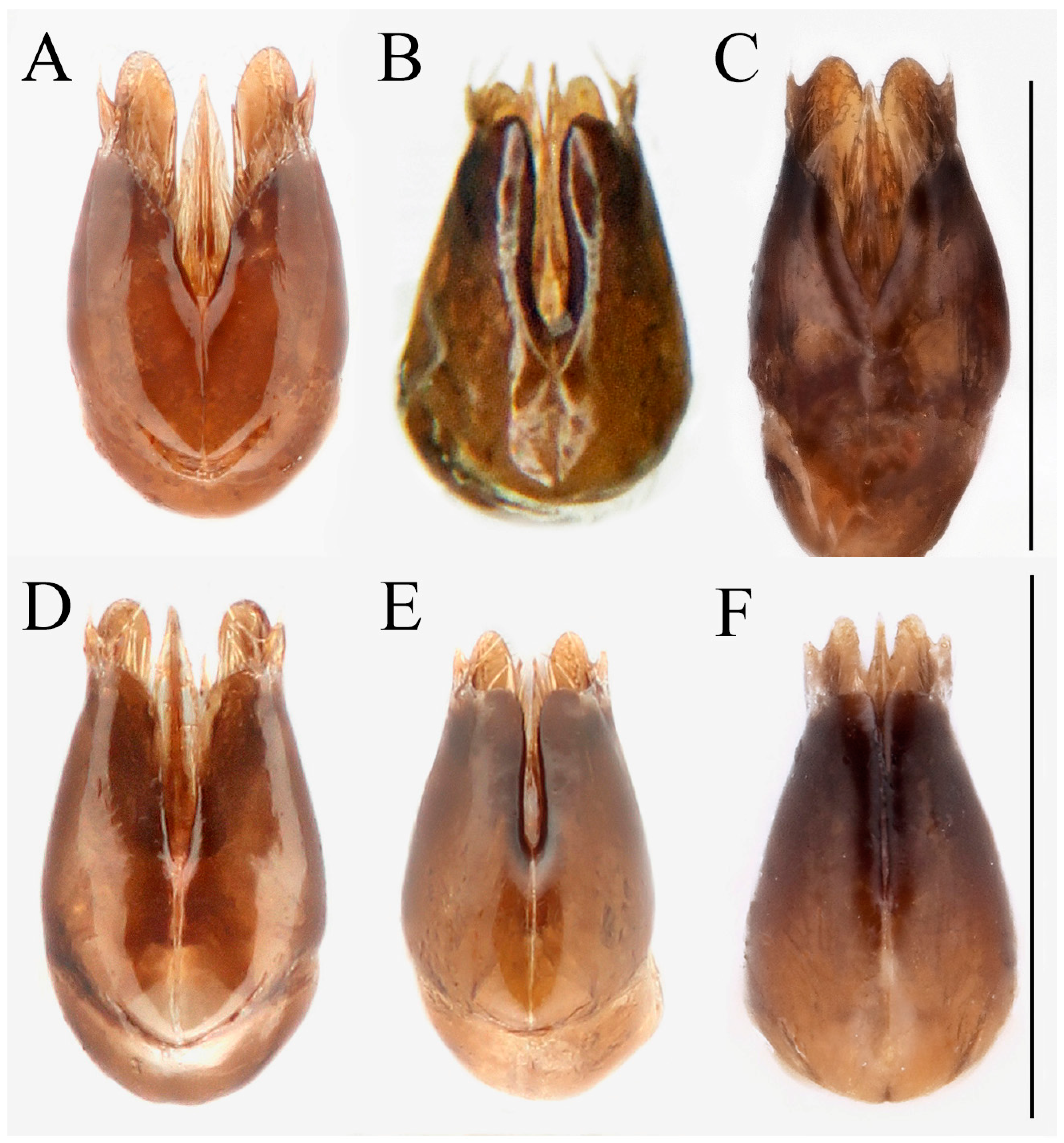 Taxonomy 03 00023 g009