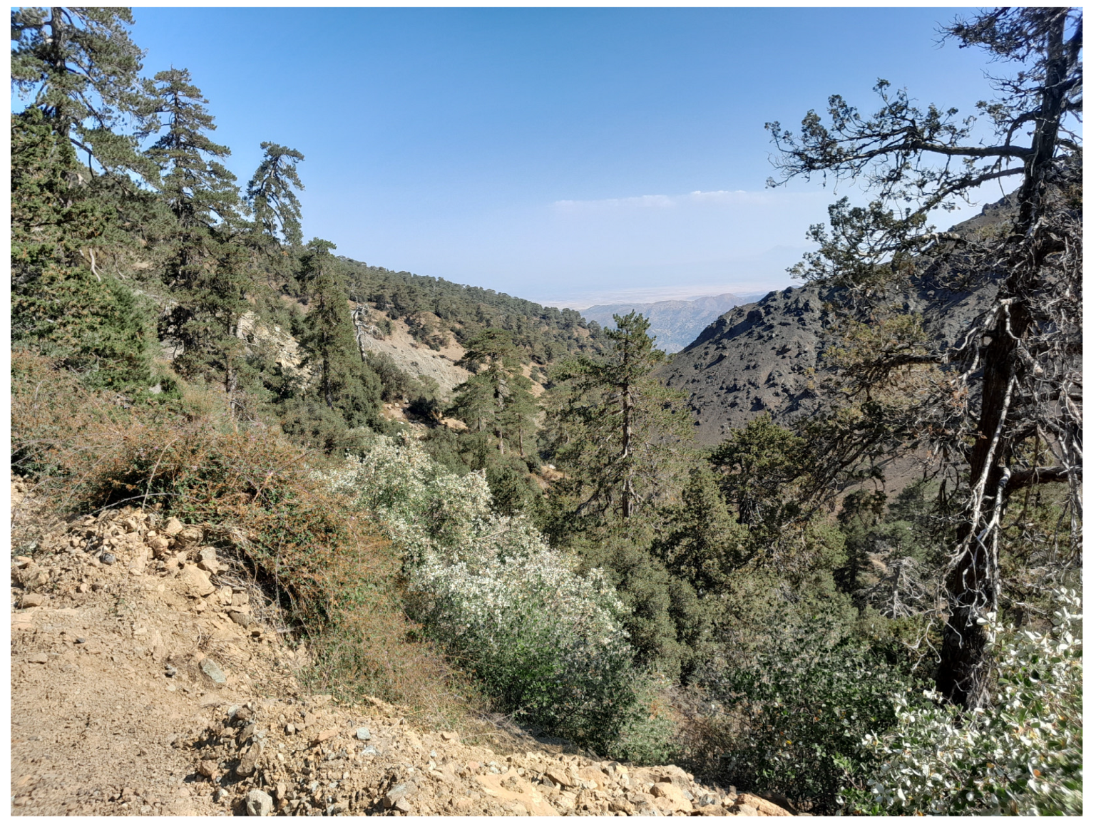 Taxonomy 03 00023 g010 Taxonomy 03 00023 g010