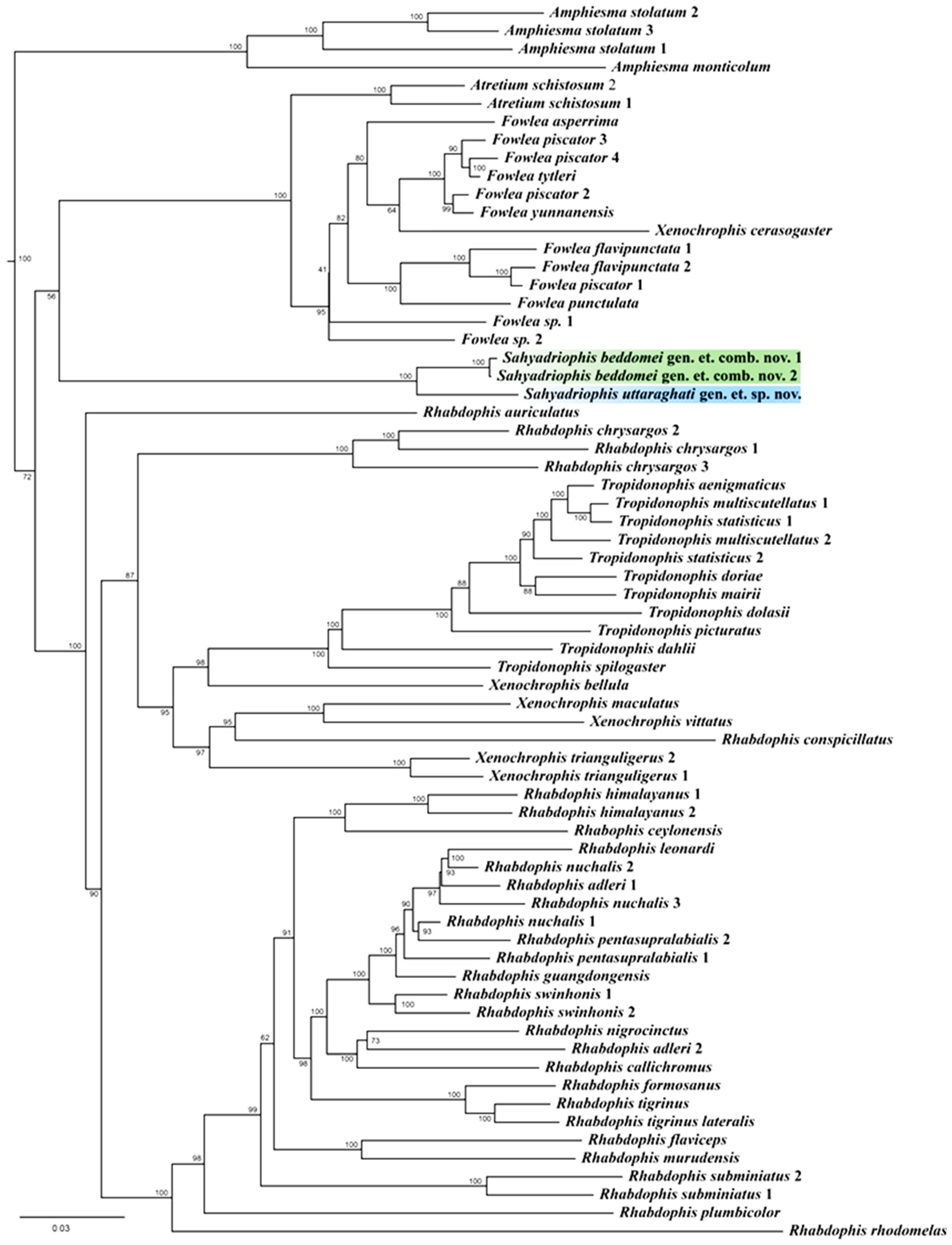 Taxonomy 03 00024 g001 Taxonomy 03 00024 g001