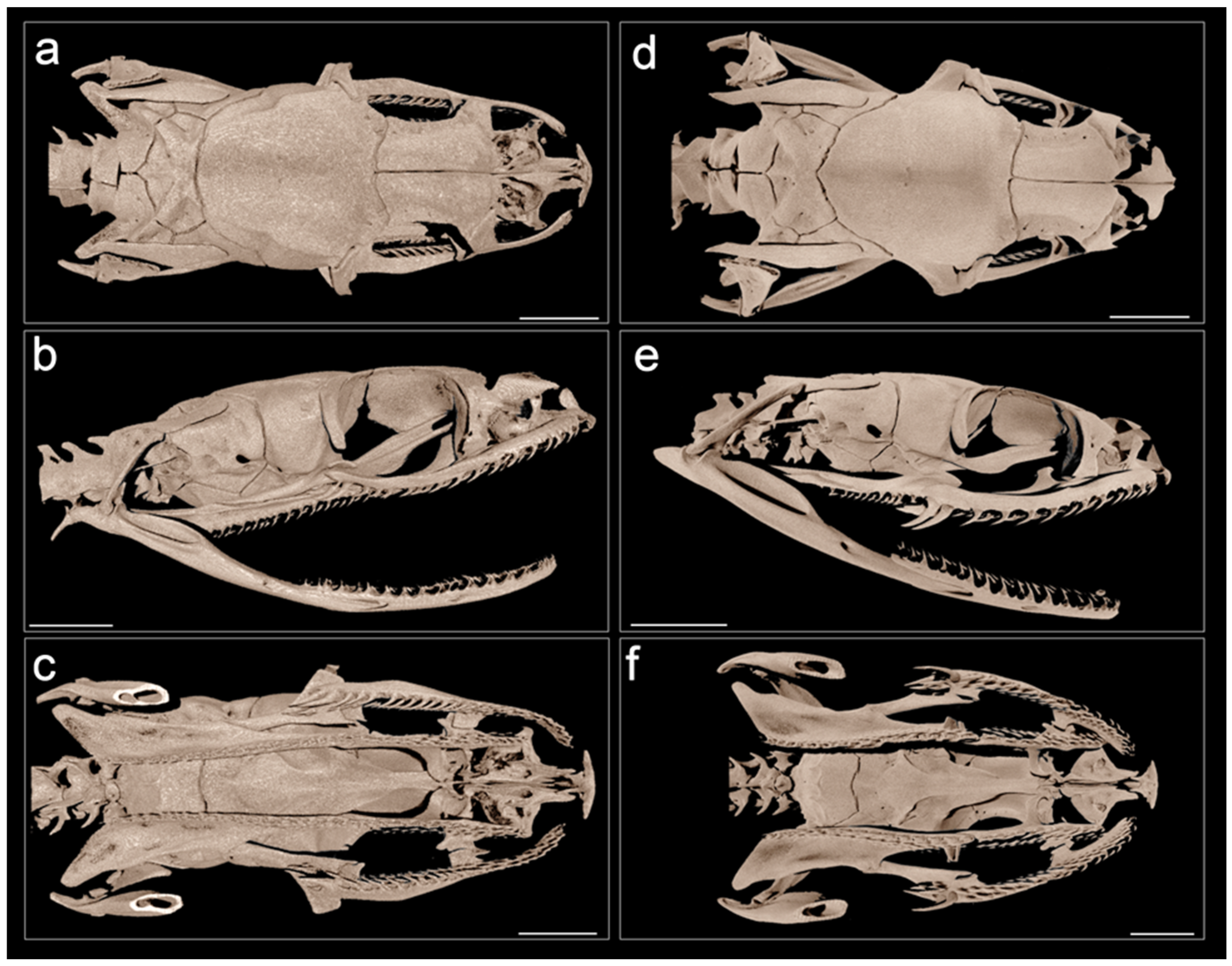 Taxonomy 03 00024 g002 Taxonomy 03 00024 g002