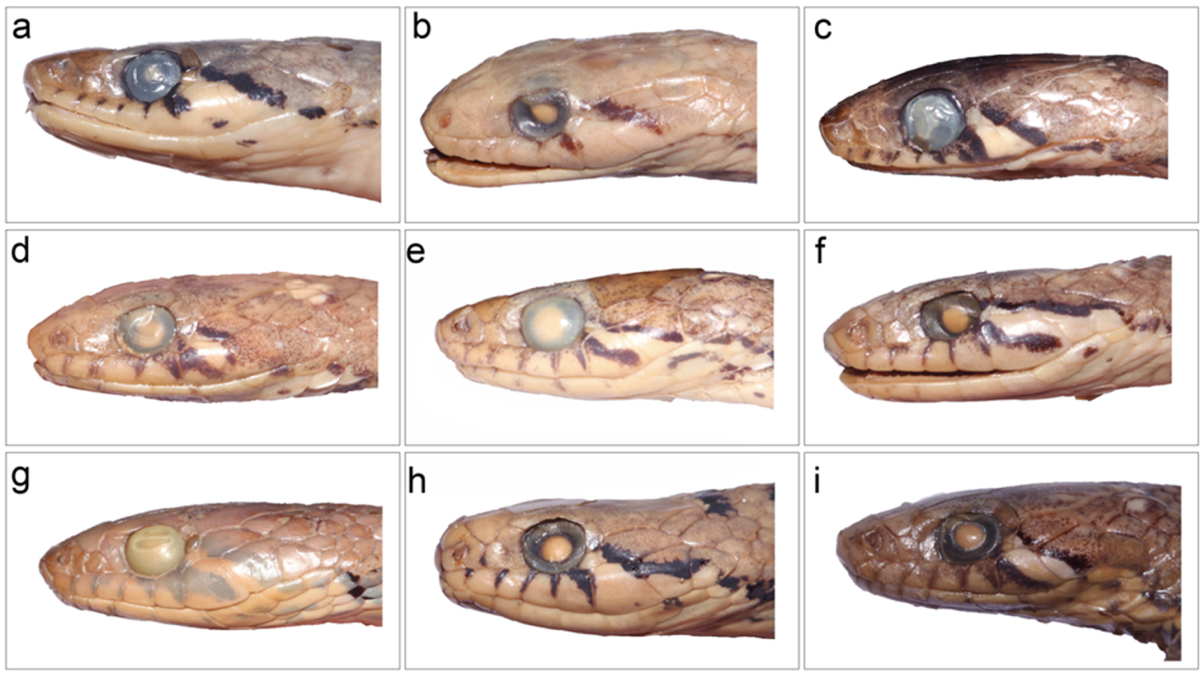 Taxonomy 03 00024 g008 Taxonomy 03 00024 g008