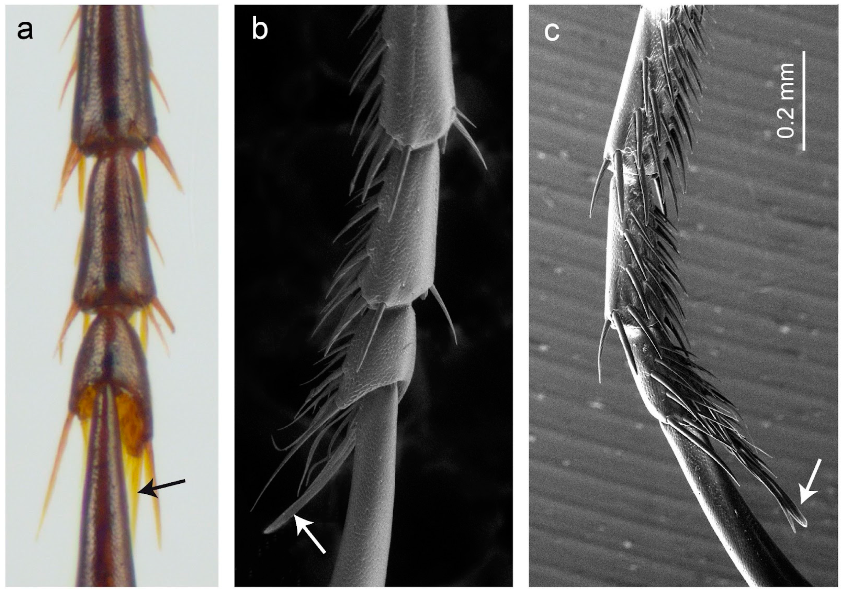 Taxonomy 03 00028 g003