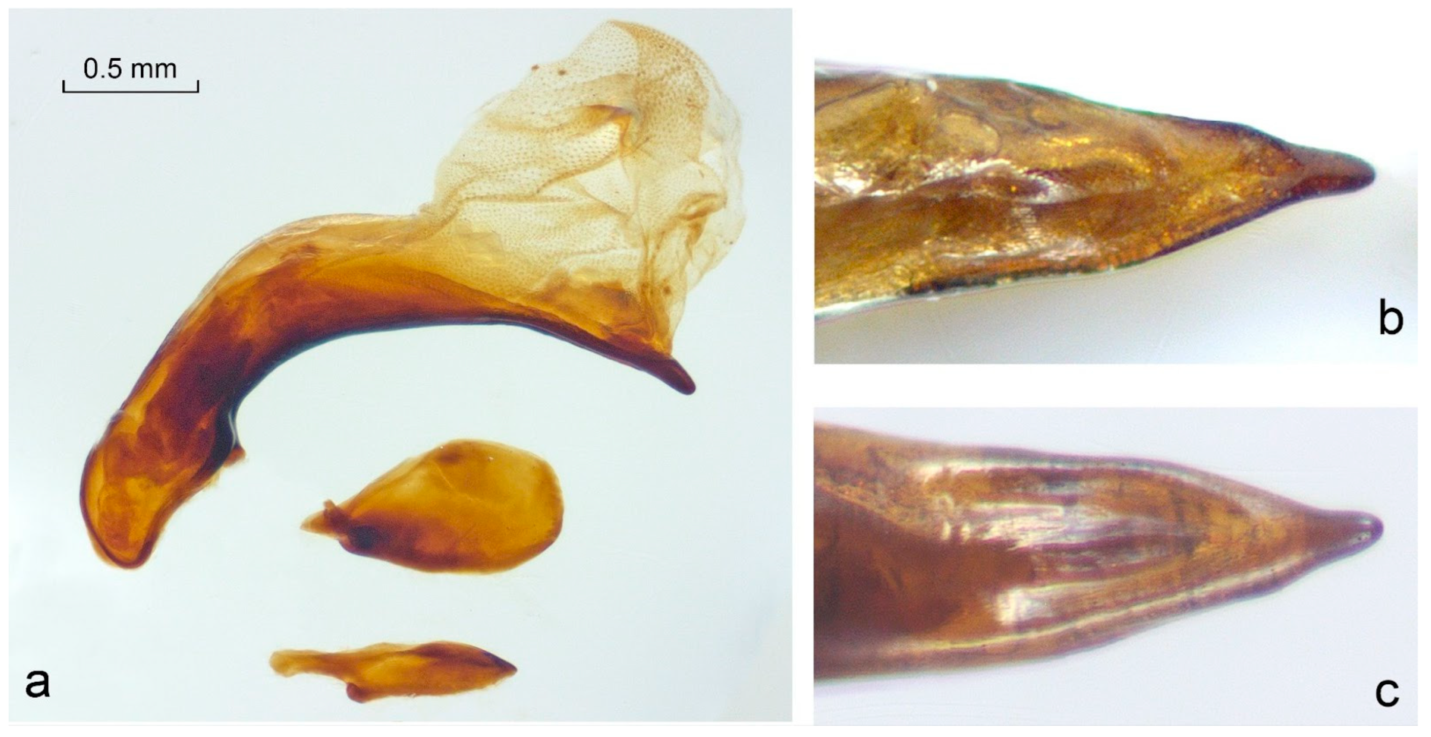 Taxonomy 03 00028 g004