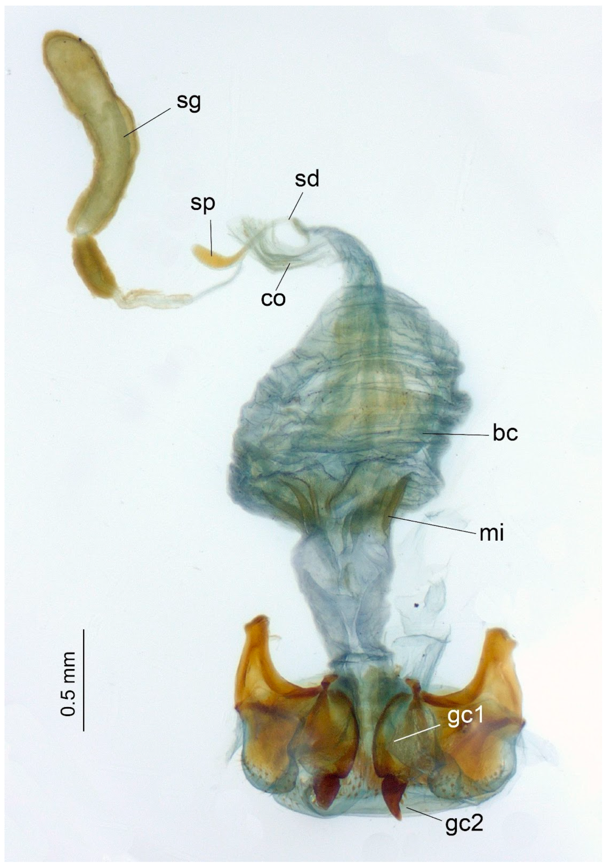 Taxonomy 03 00028 g005