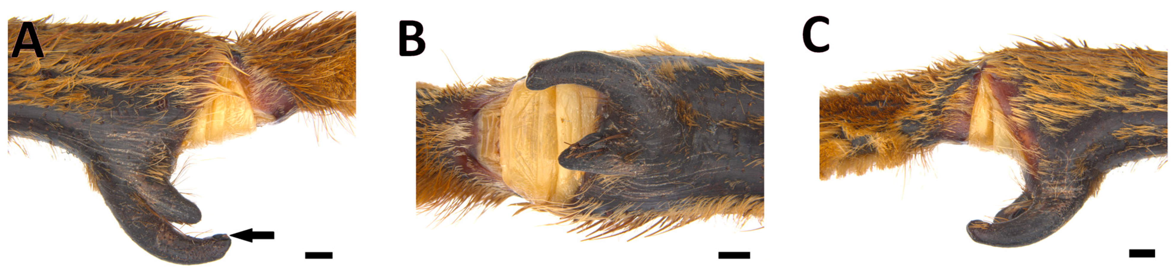 Taxonomy 03 00029 g002