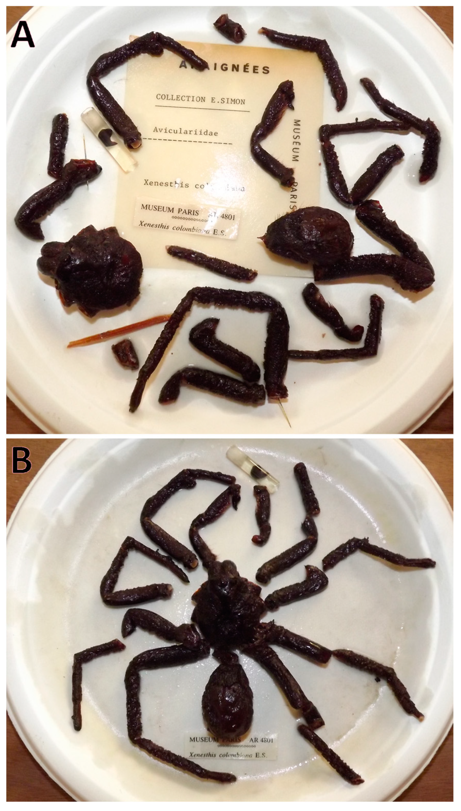 Taxonomy 03 00029 g004