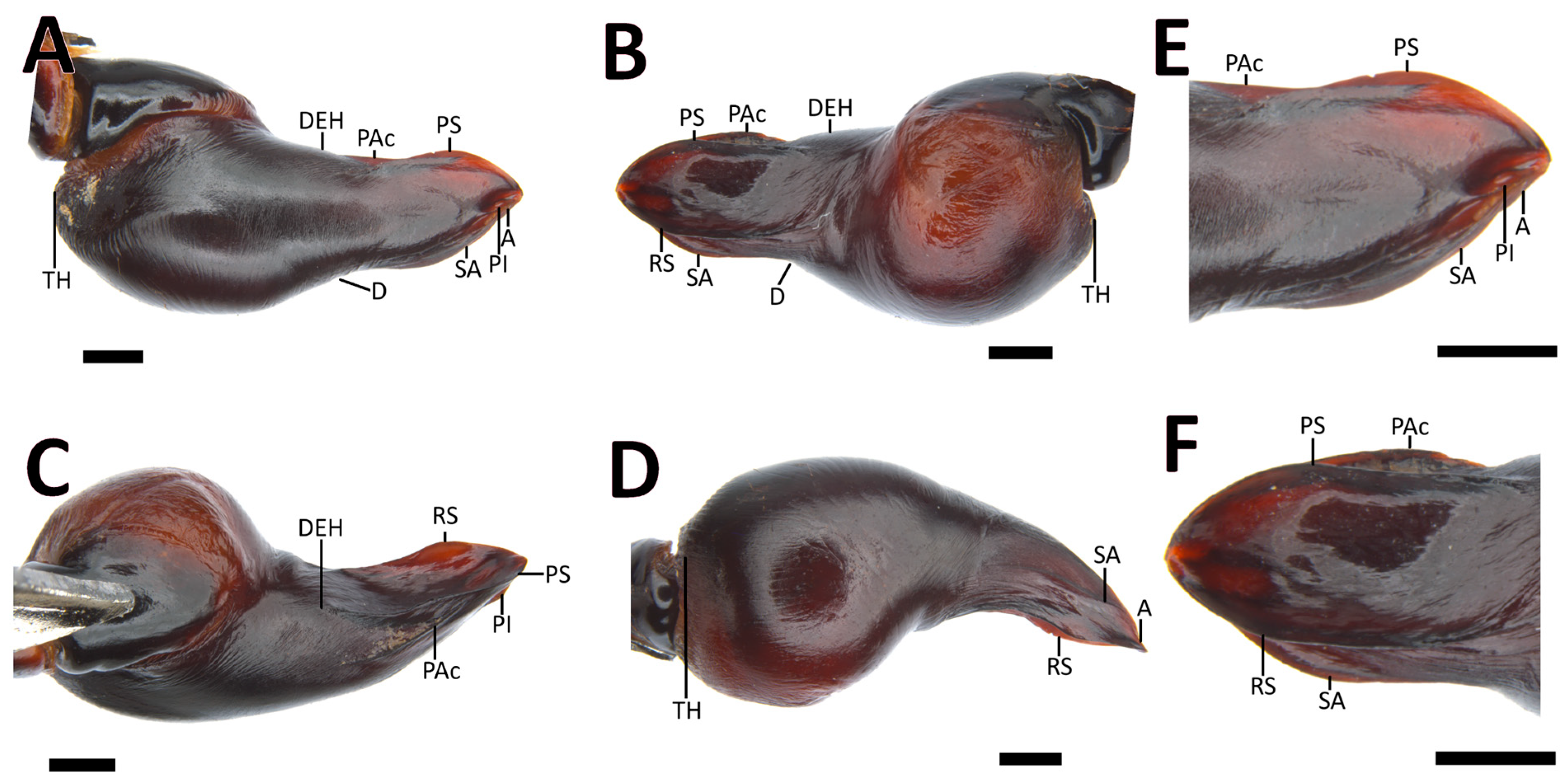 Taxonomy 03 00029 g005