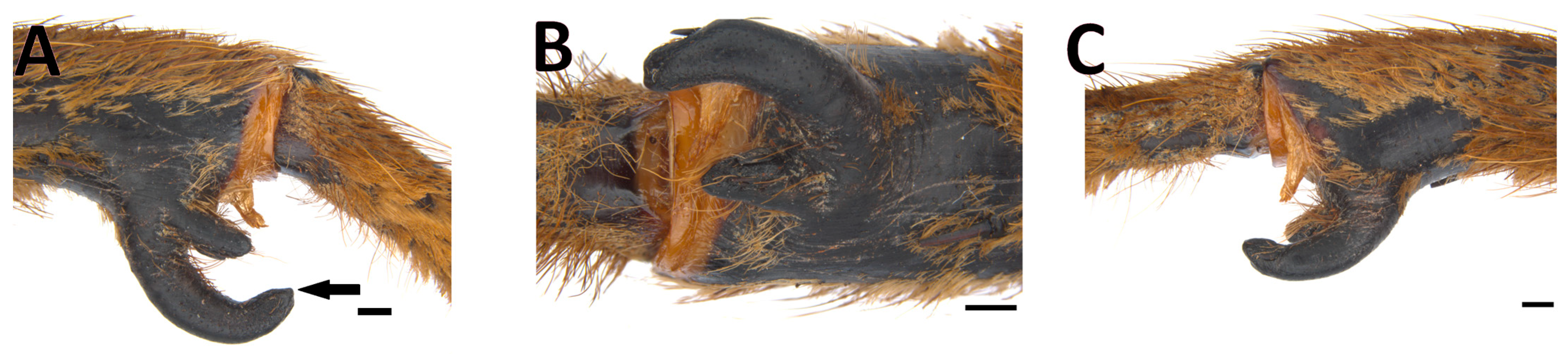 Taxonomy 03 00029 g006