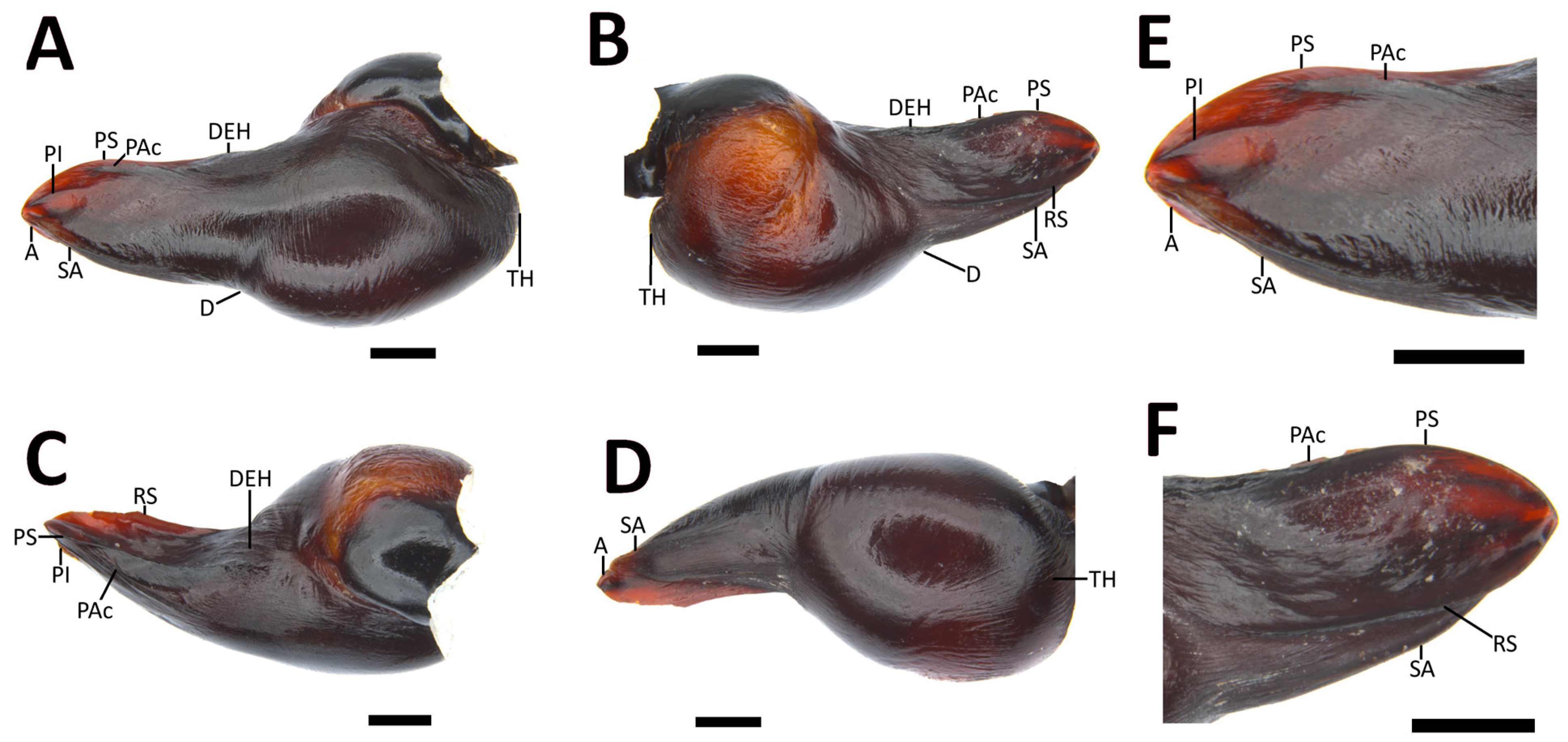 Taxonomy 03 00029 g009