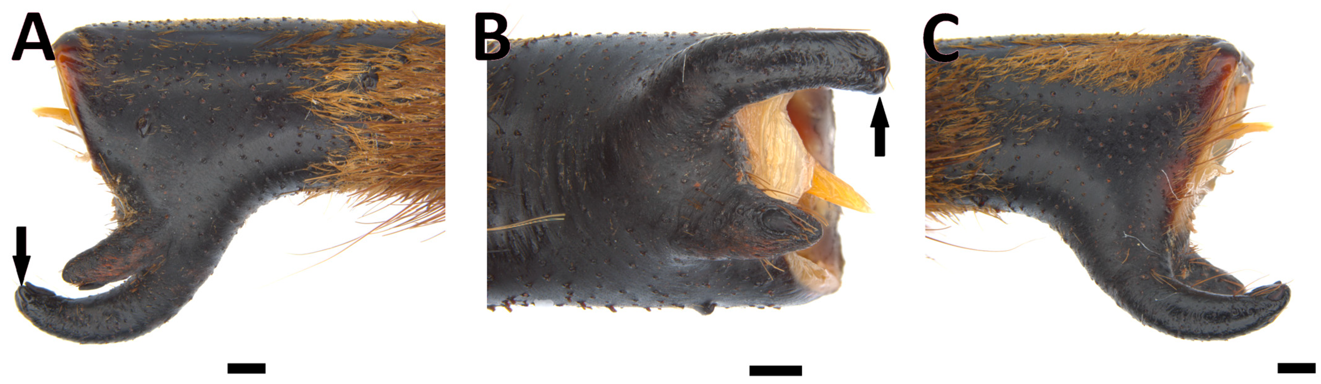 Taxonomy 03 00029 g010