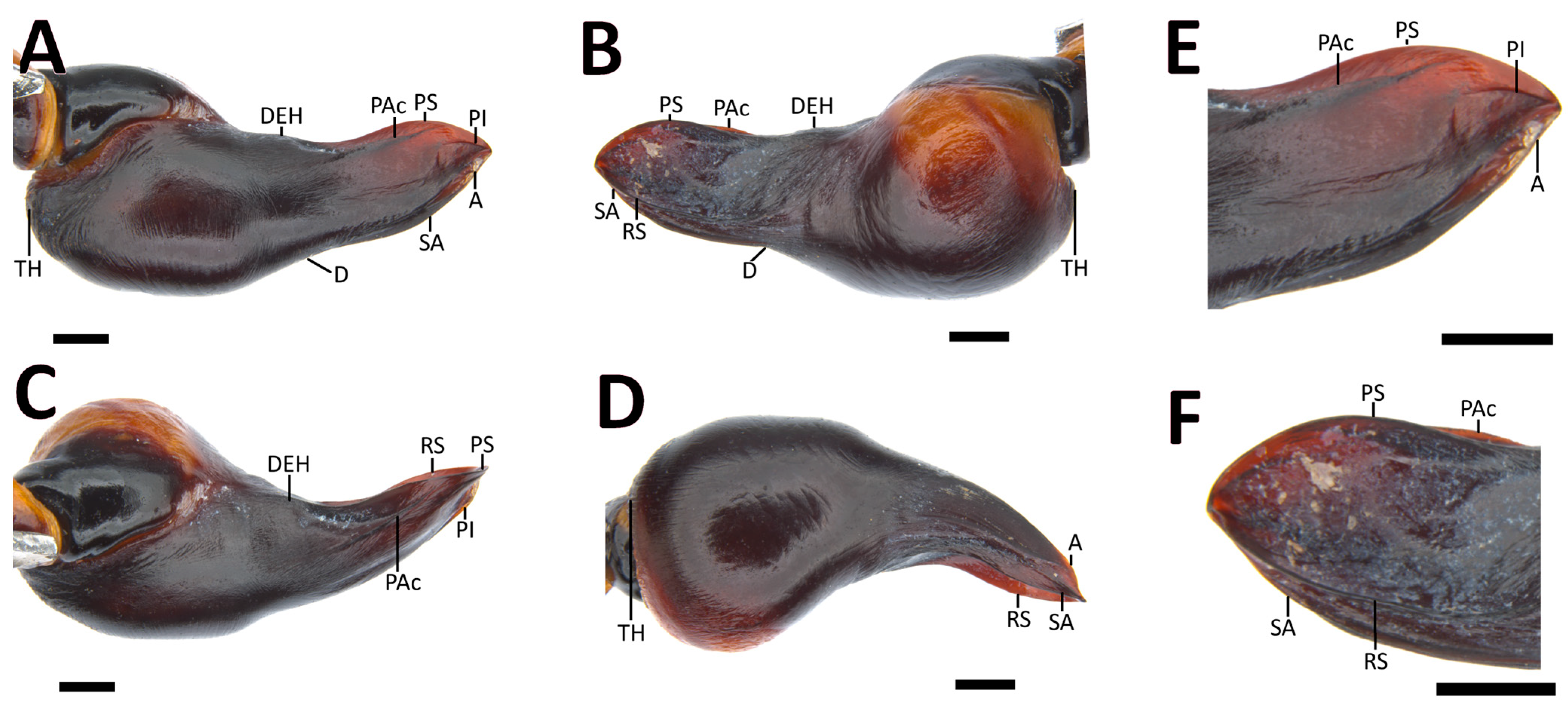 Taxonomy 03 00029 g011