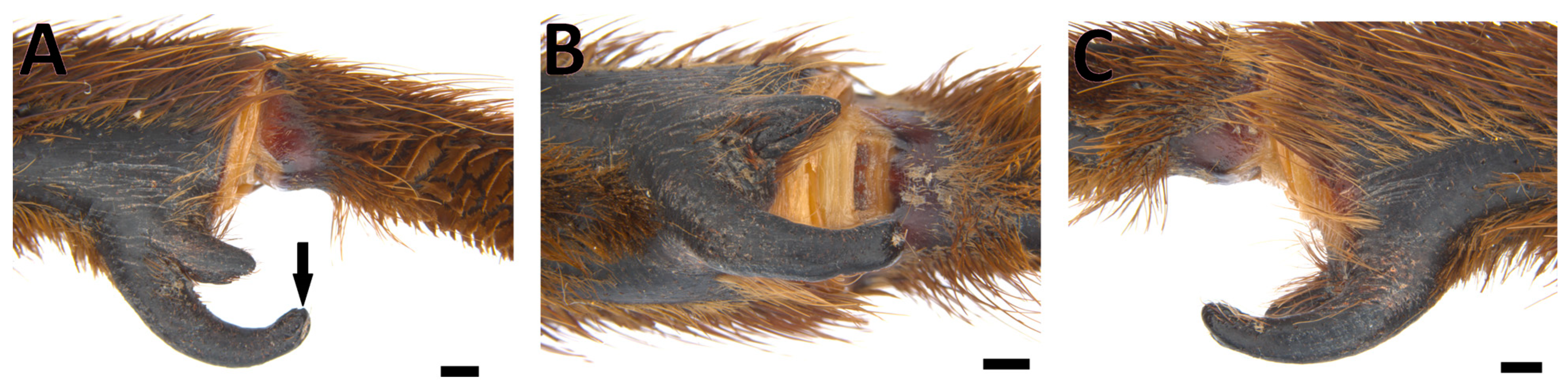 Taxonomy 03 00029 g012