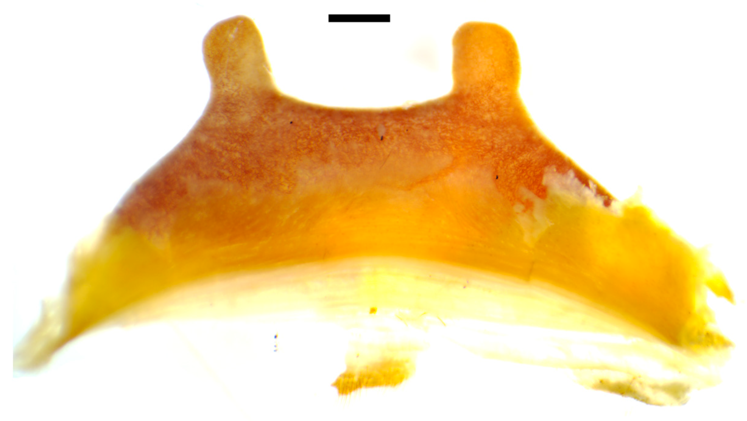 Taxonomy 03 00029 g014