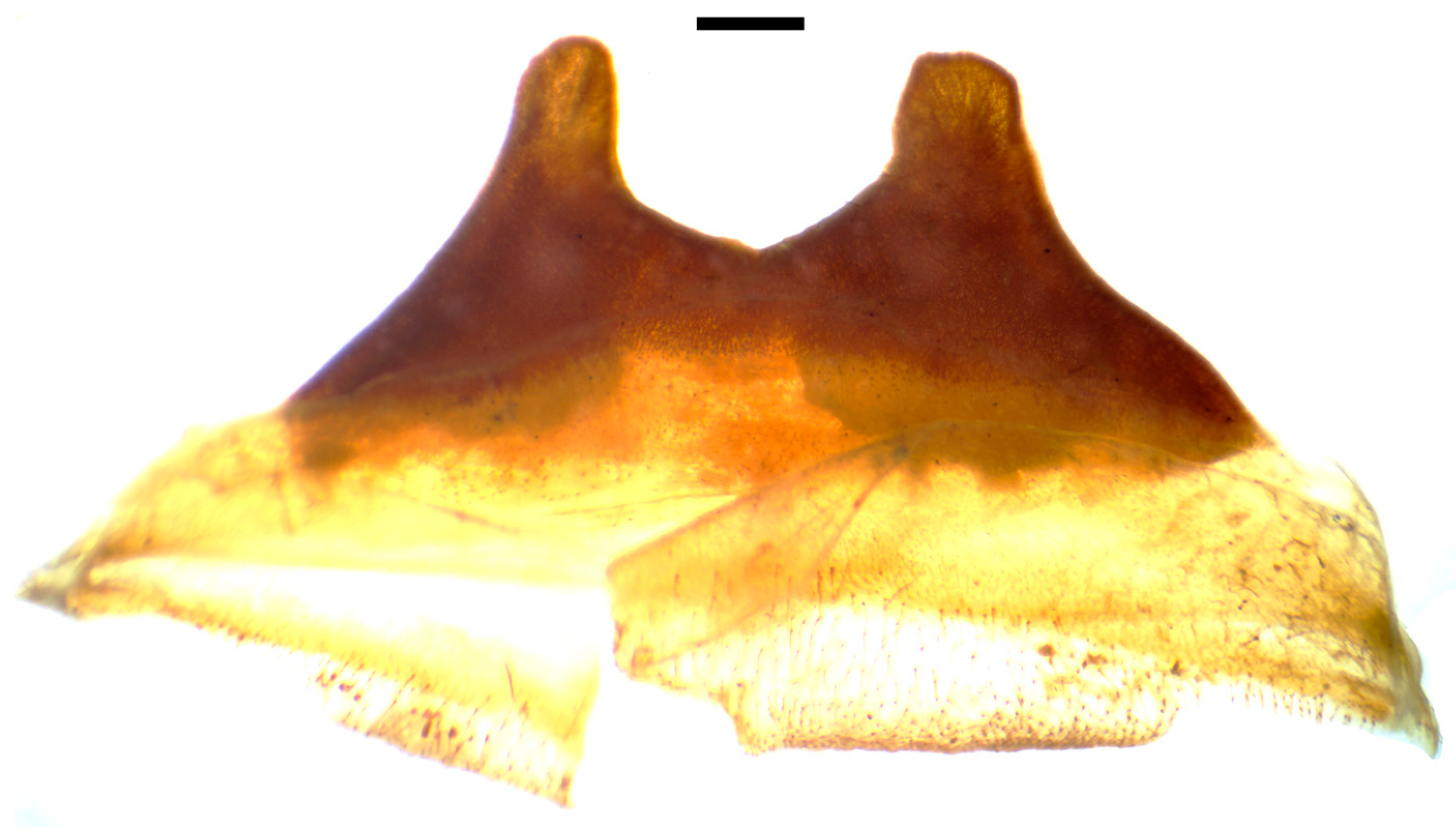 Taxonomy 03 00029 g016