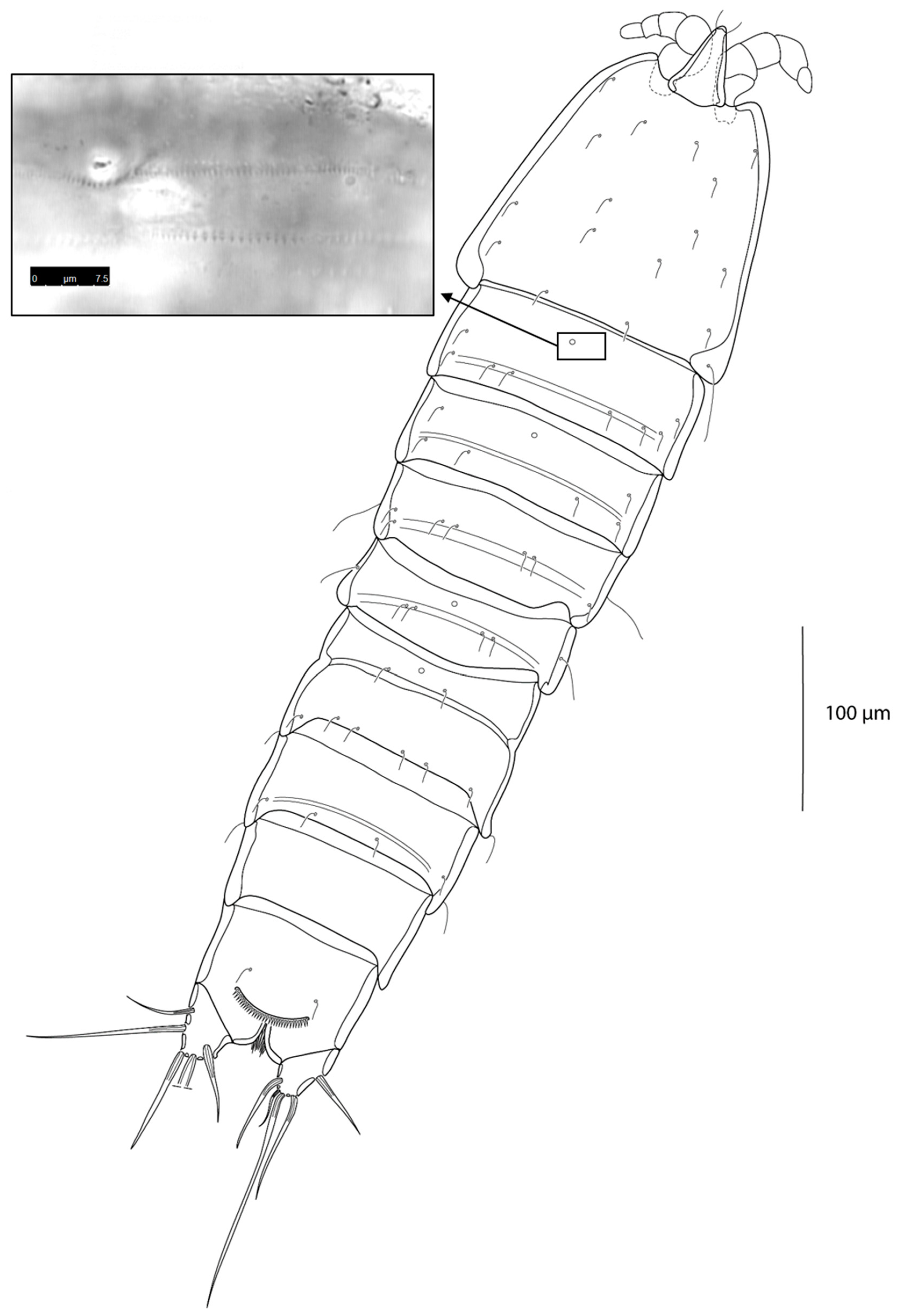 Taxonomy 03 00030 g003 Taxonomy 03 00030 g003