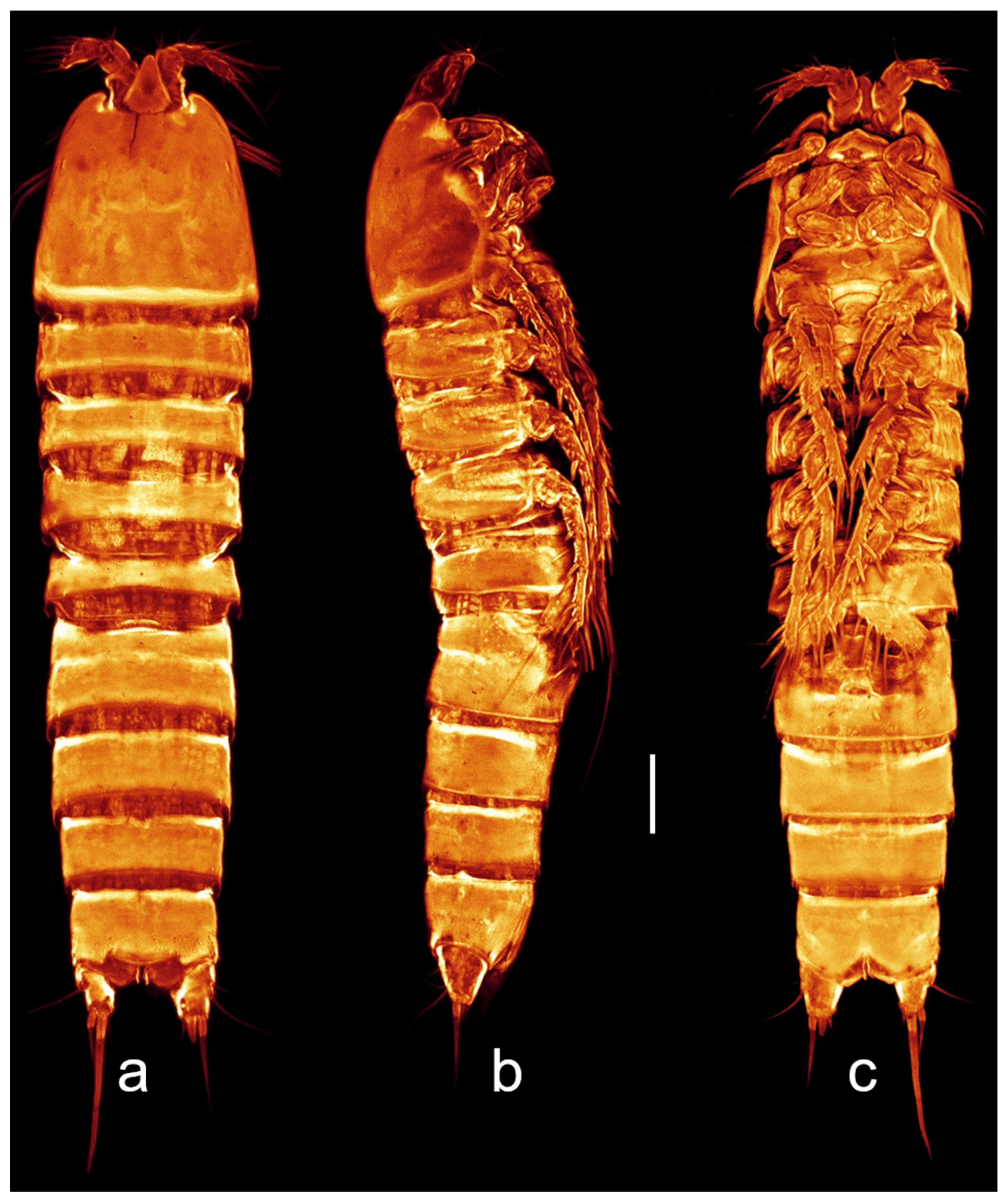 Taxonomy 03 00030 g004 Taxonomy 03 00030 g004