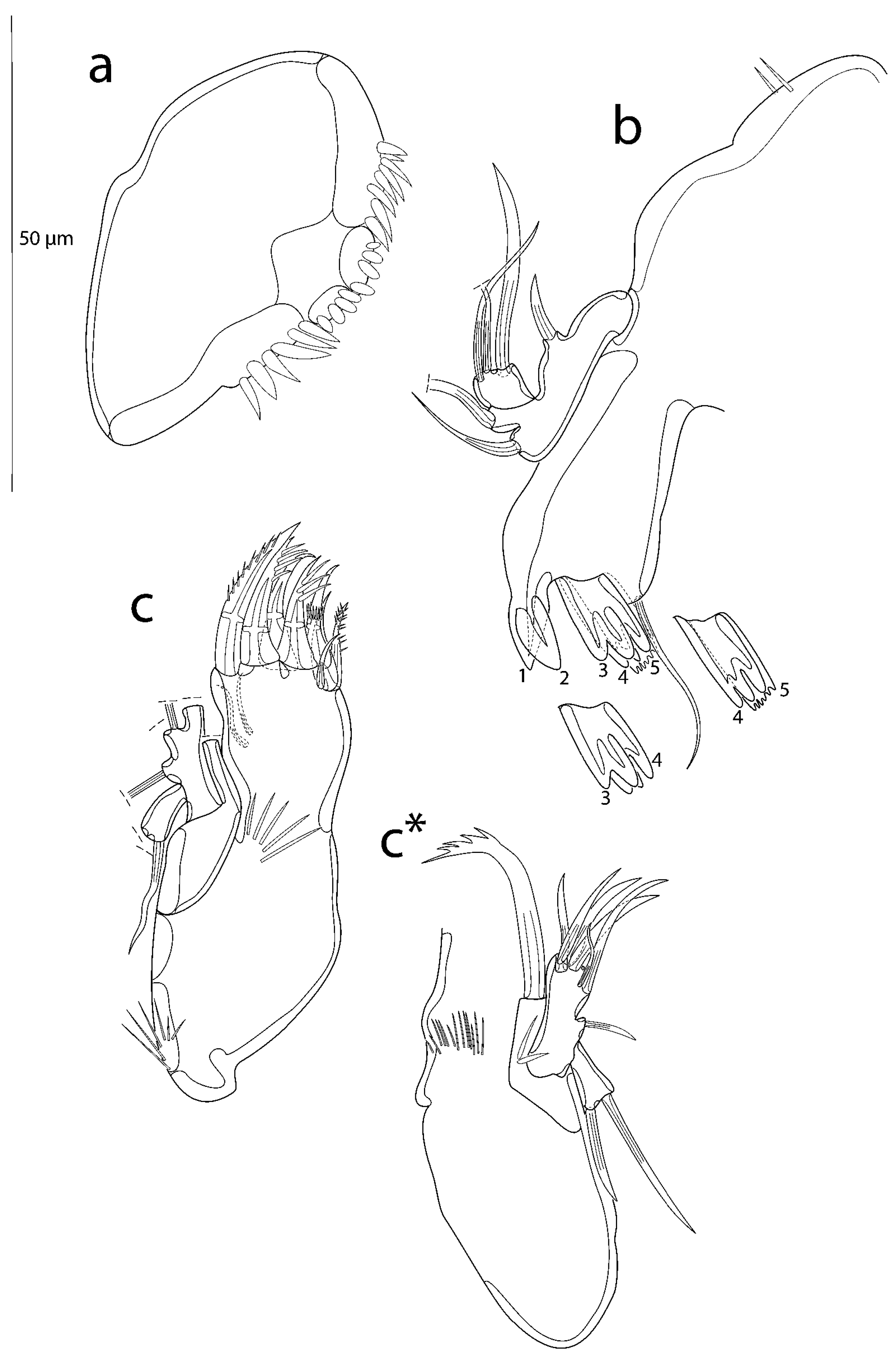 Taxonomy 03 00030 g007 Taxonomy 03 00030 g007