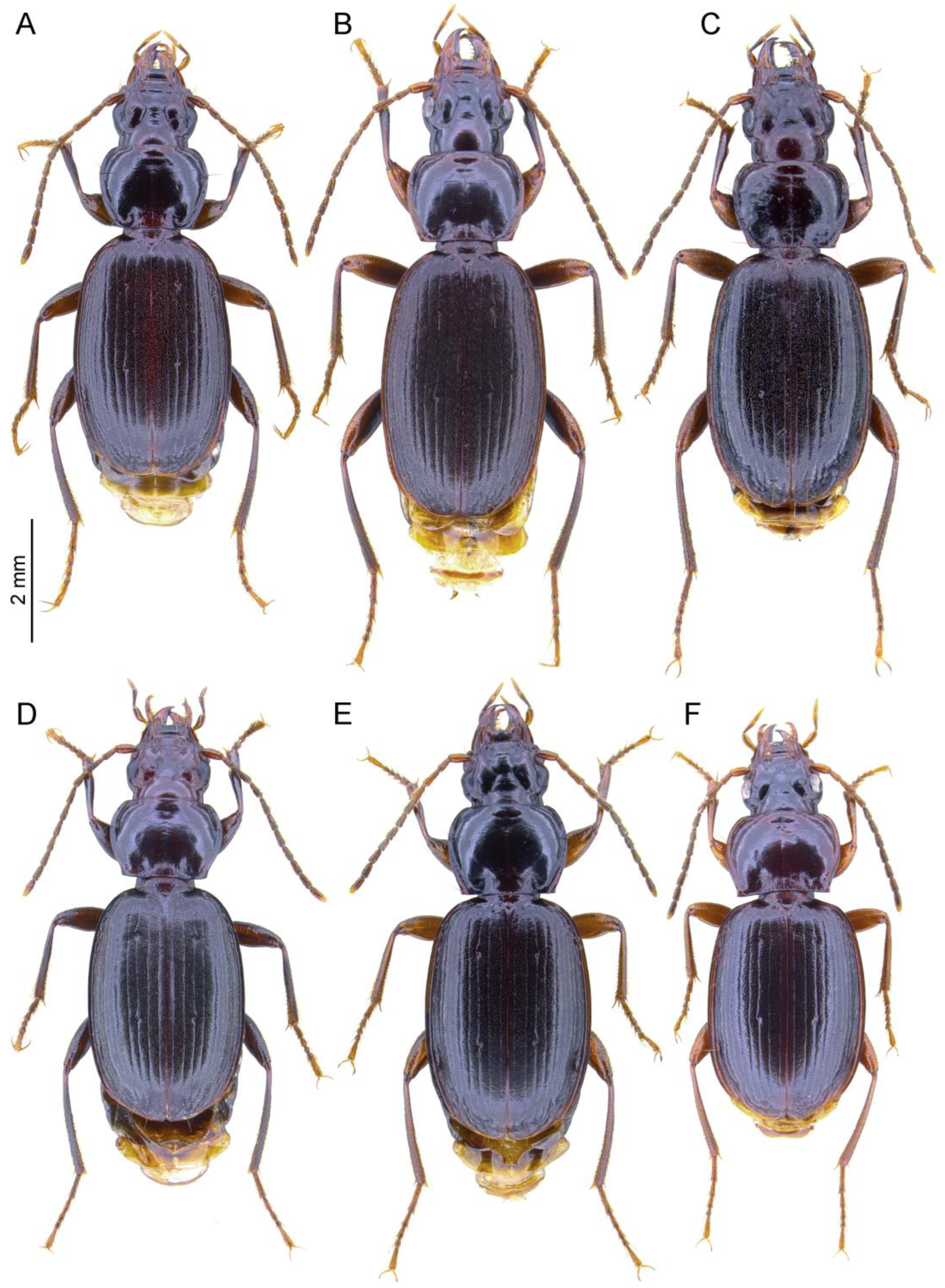 Taxonomy 04 00003 g002