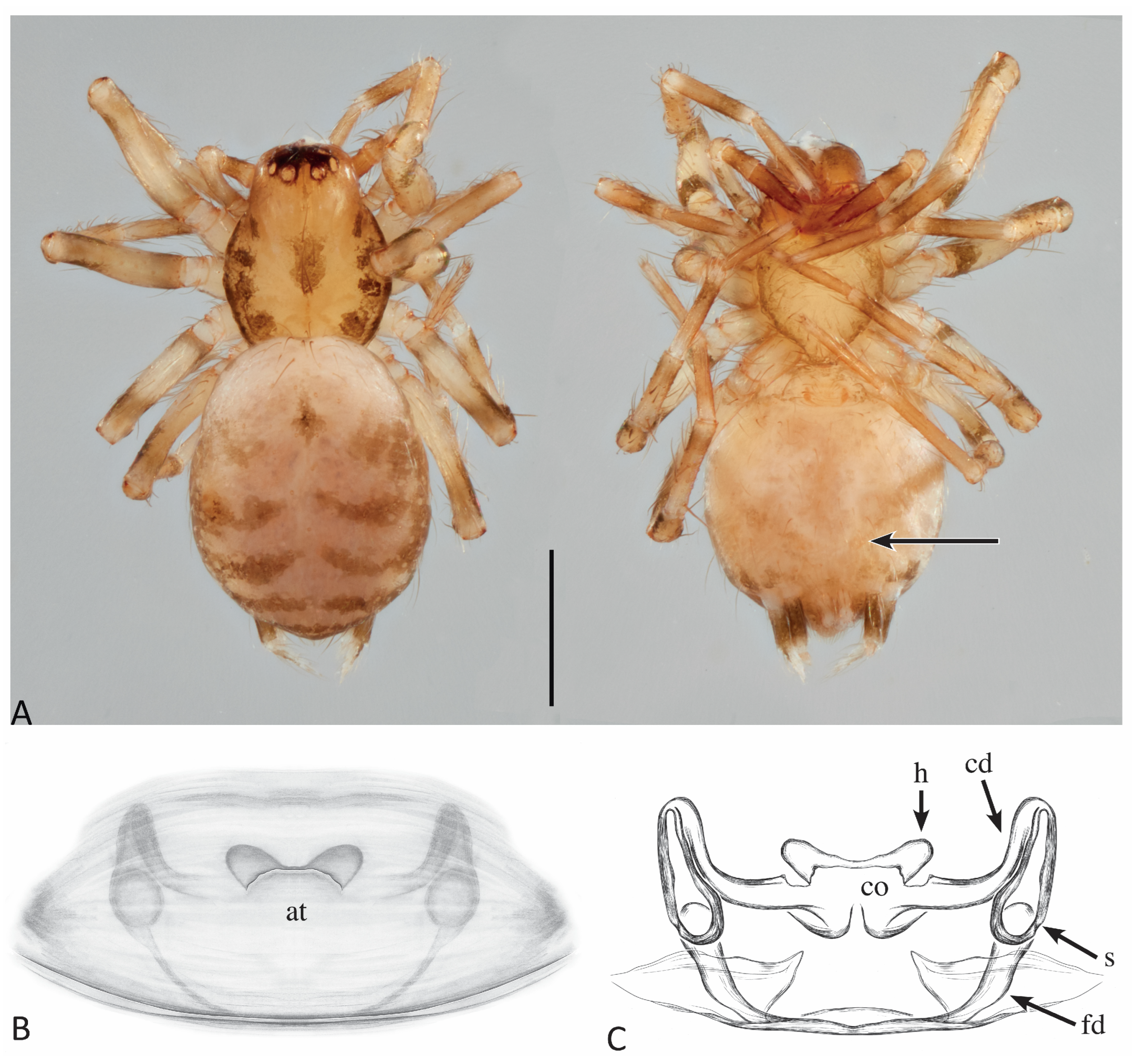 Taxonomy 04 00005 g001