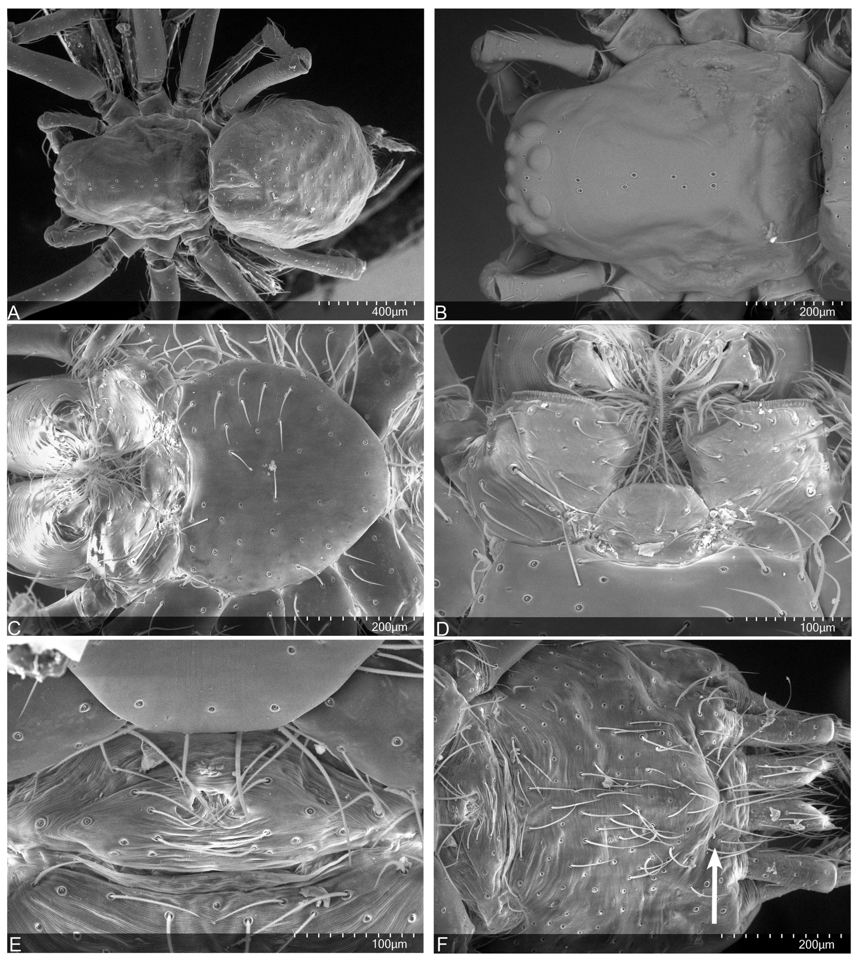 Taxonomy 04 00005 g002
