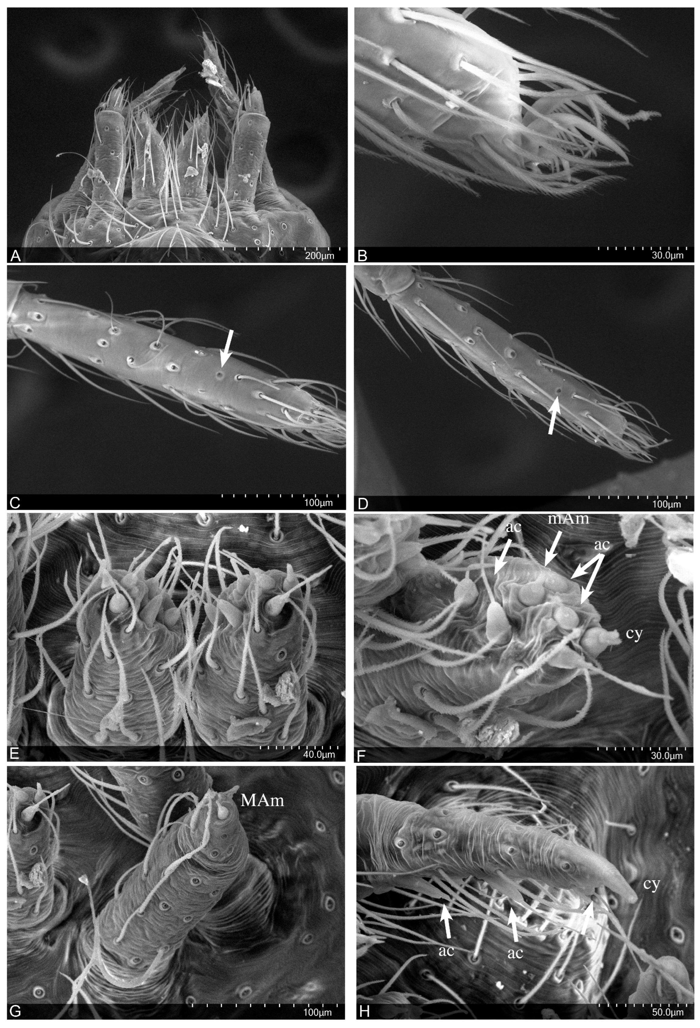 Taxonomy 04 00005 g003