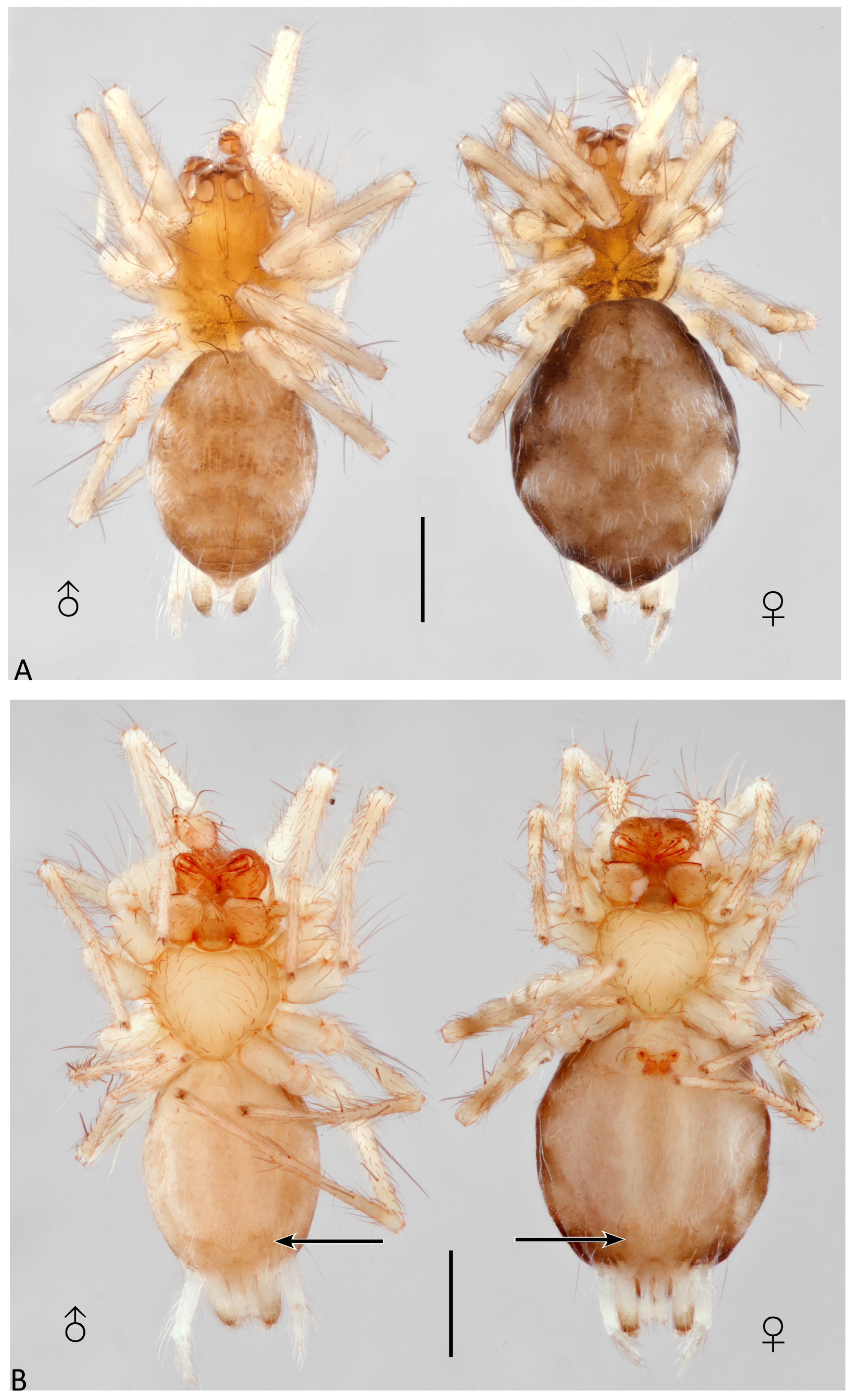 Taxonomy 04 00005 g004