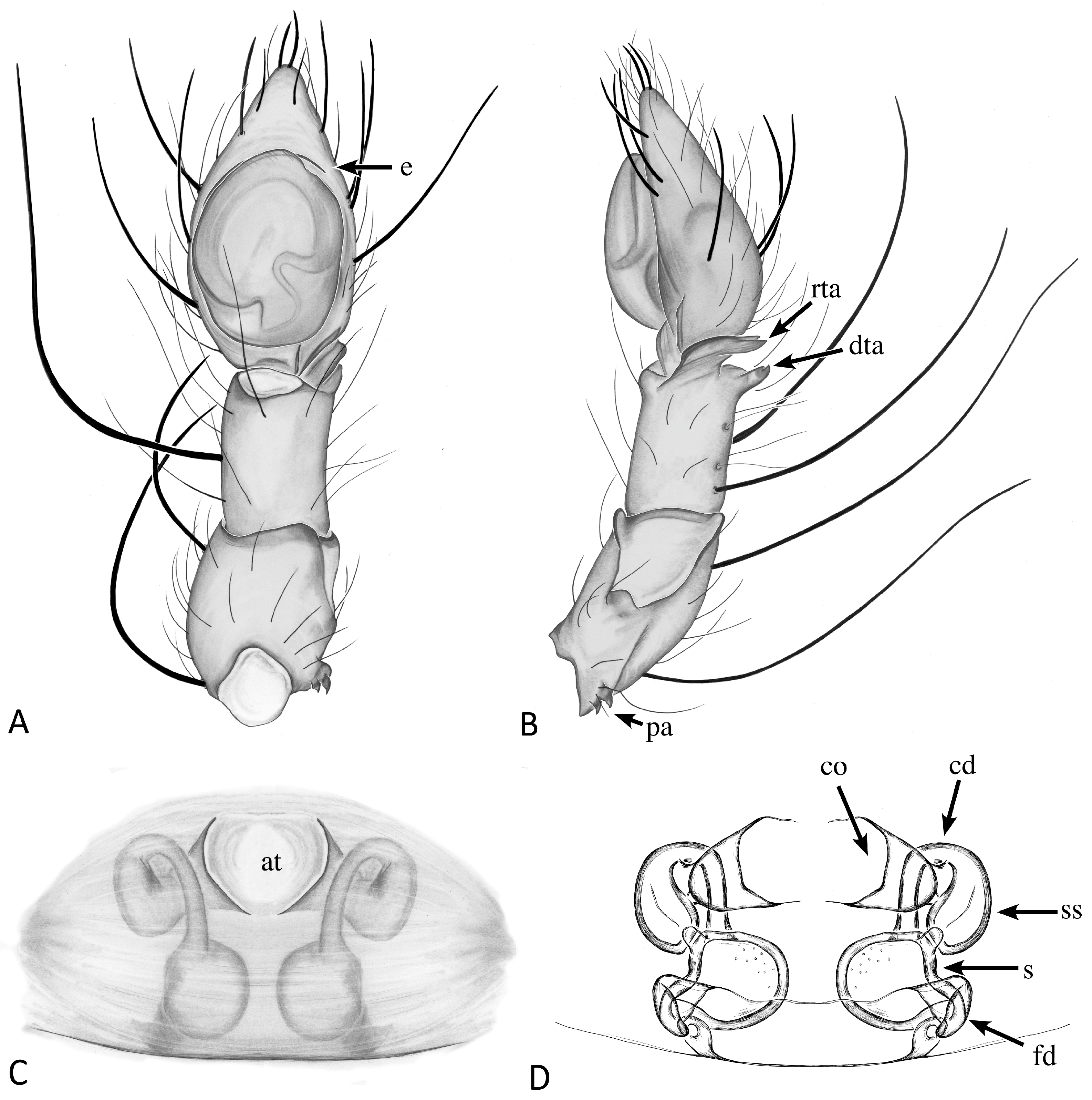 Taxonomy 04 00005 g005