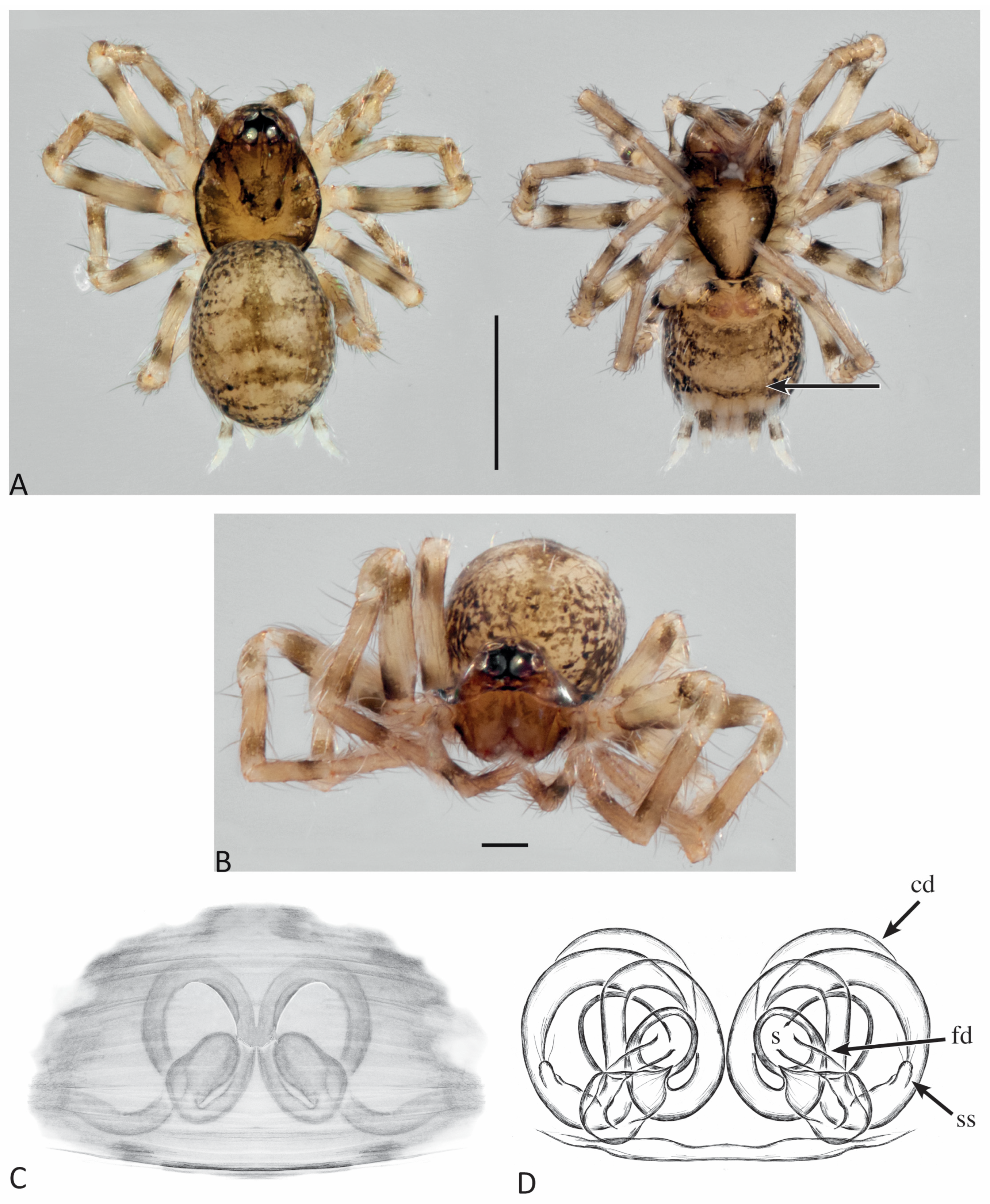 Taxonomy 04 00005 g008