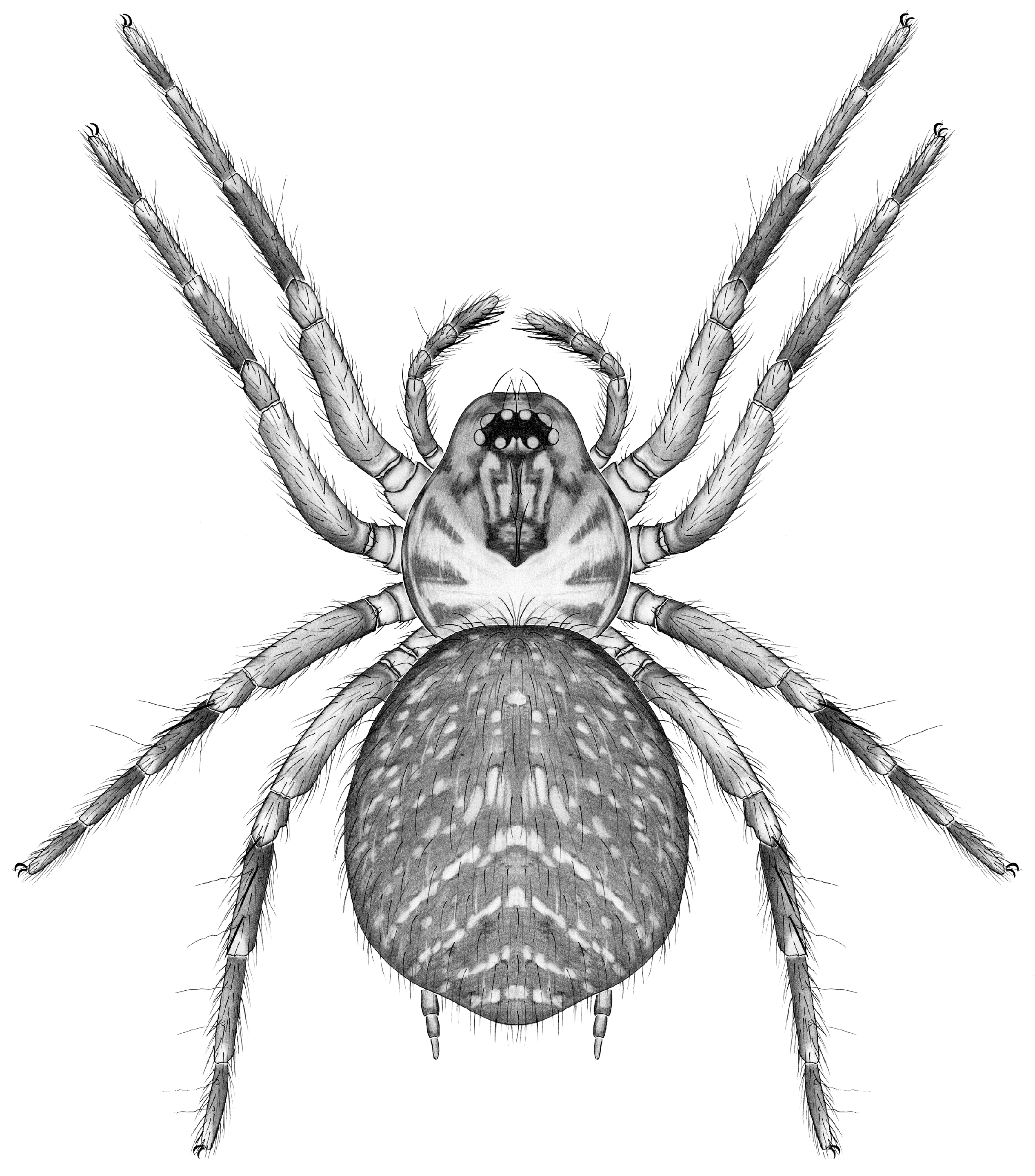 Taxonomy 04 00005 g009