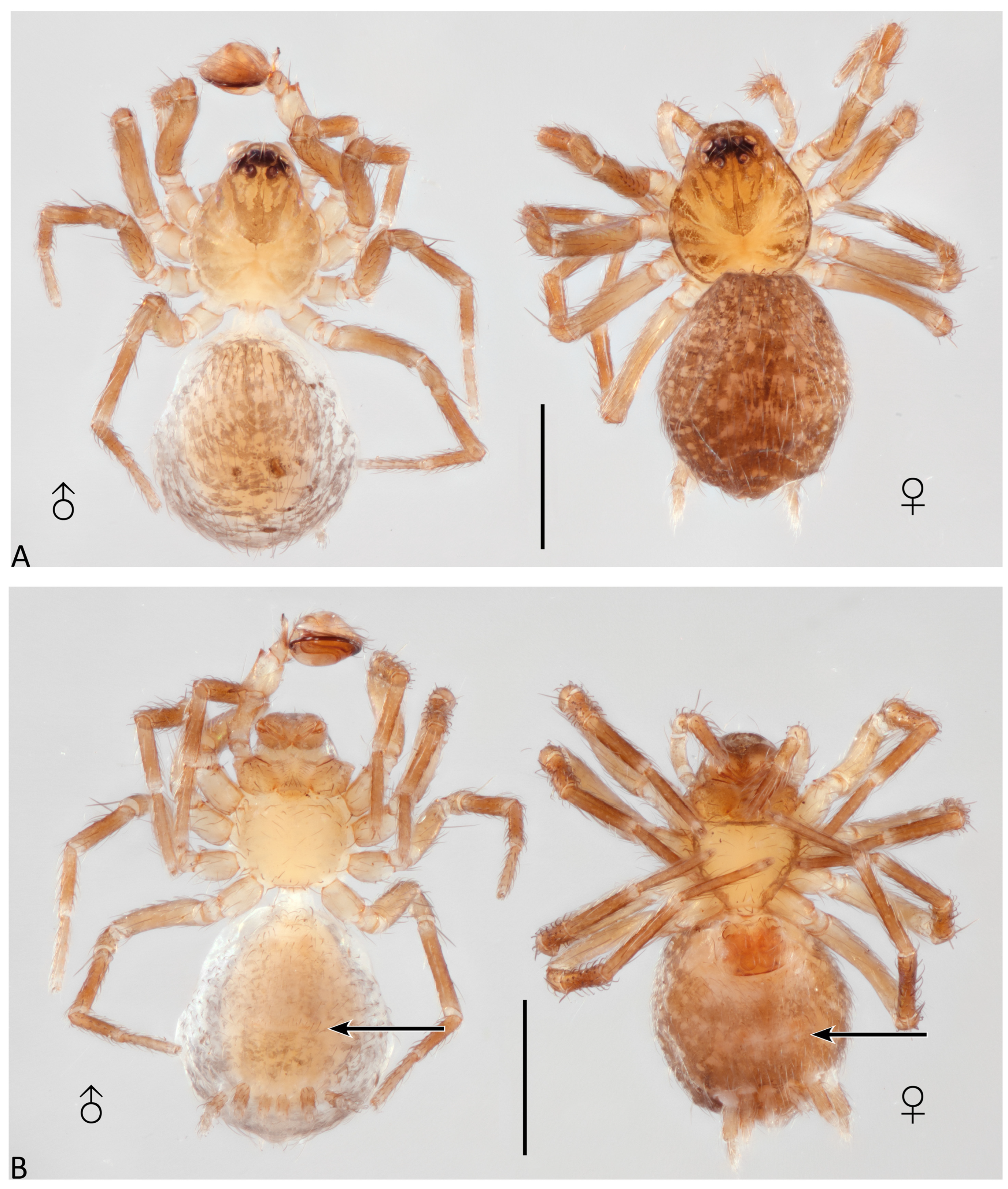 Taxonomy 04 00005 g010