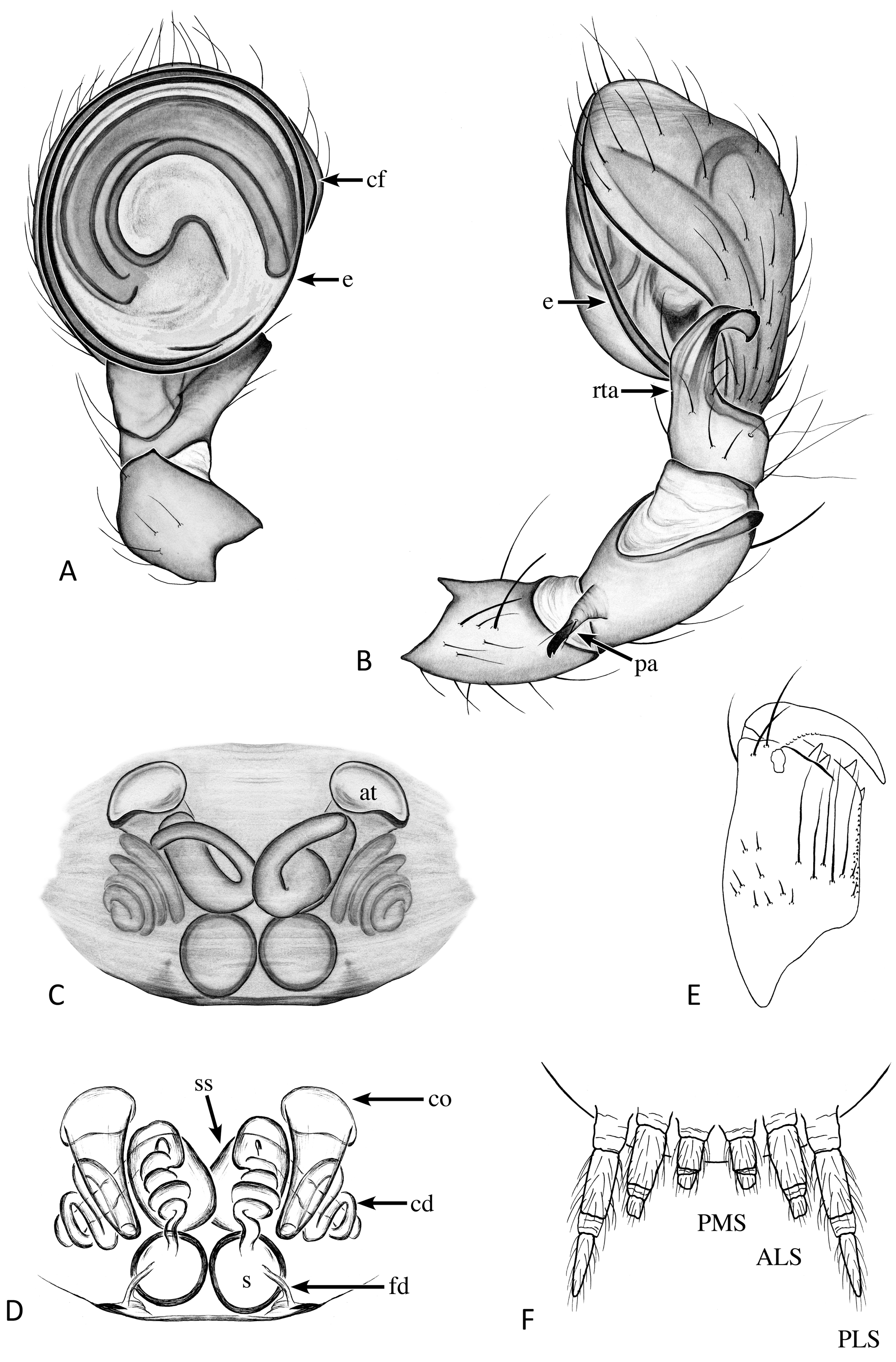 Taxonomy 04 00005 g011