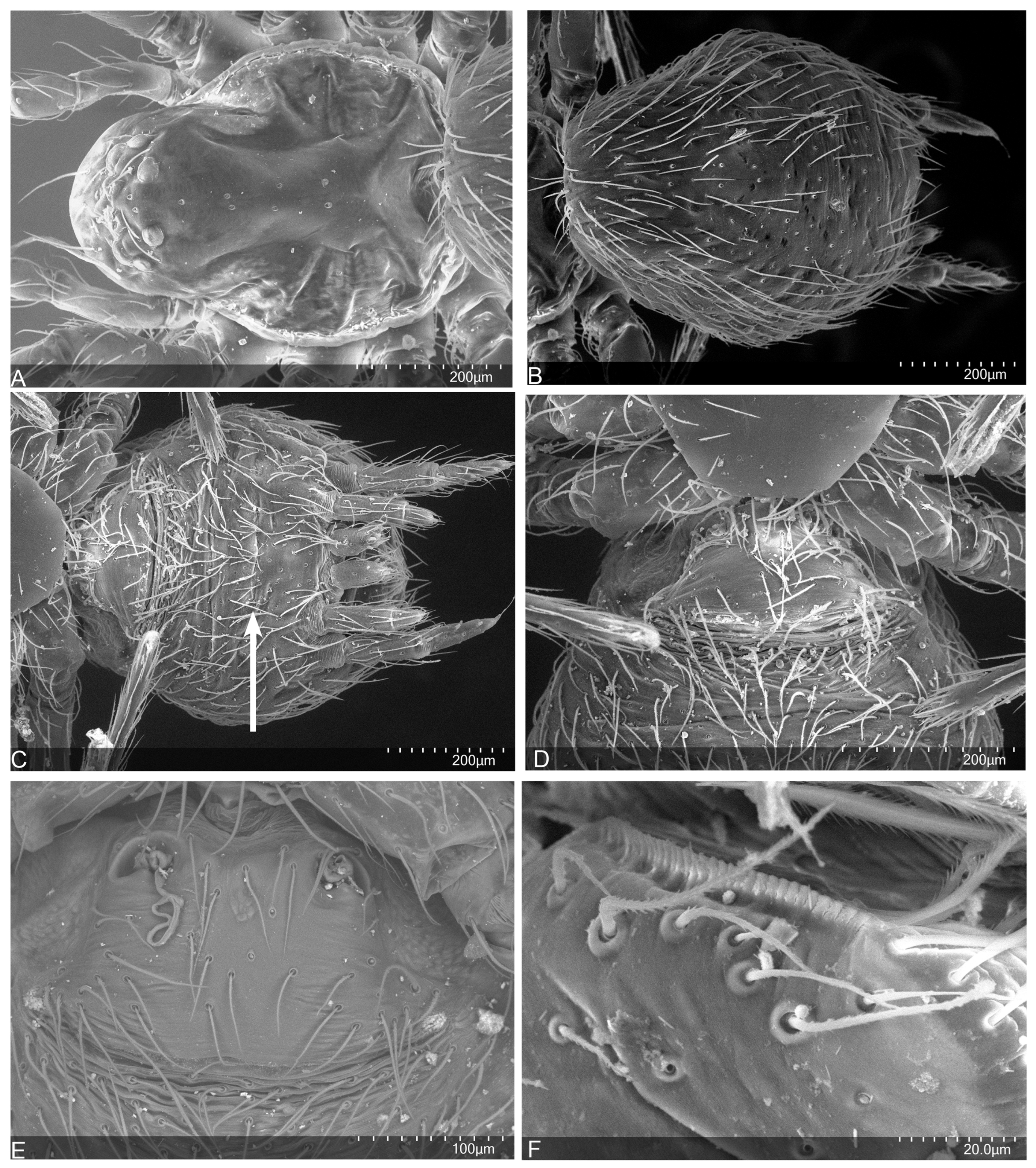 Taxonomy 04 00005 g012