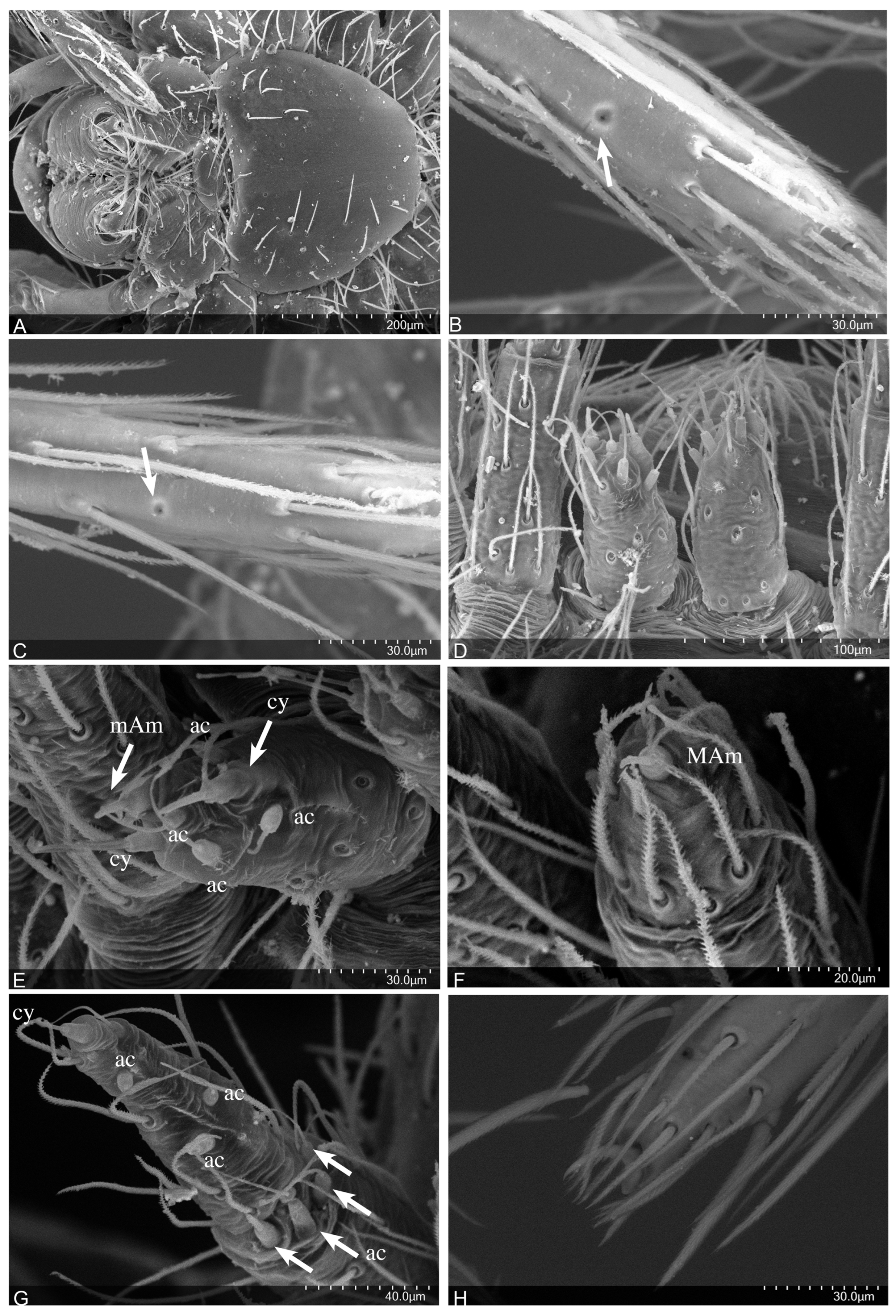 Taxonomy 04 00005 g013