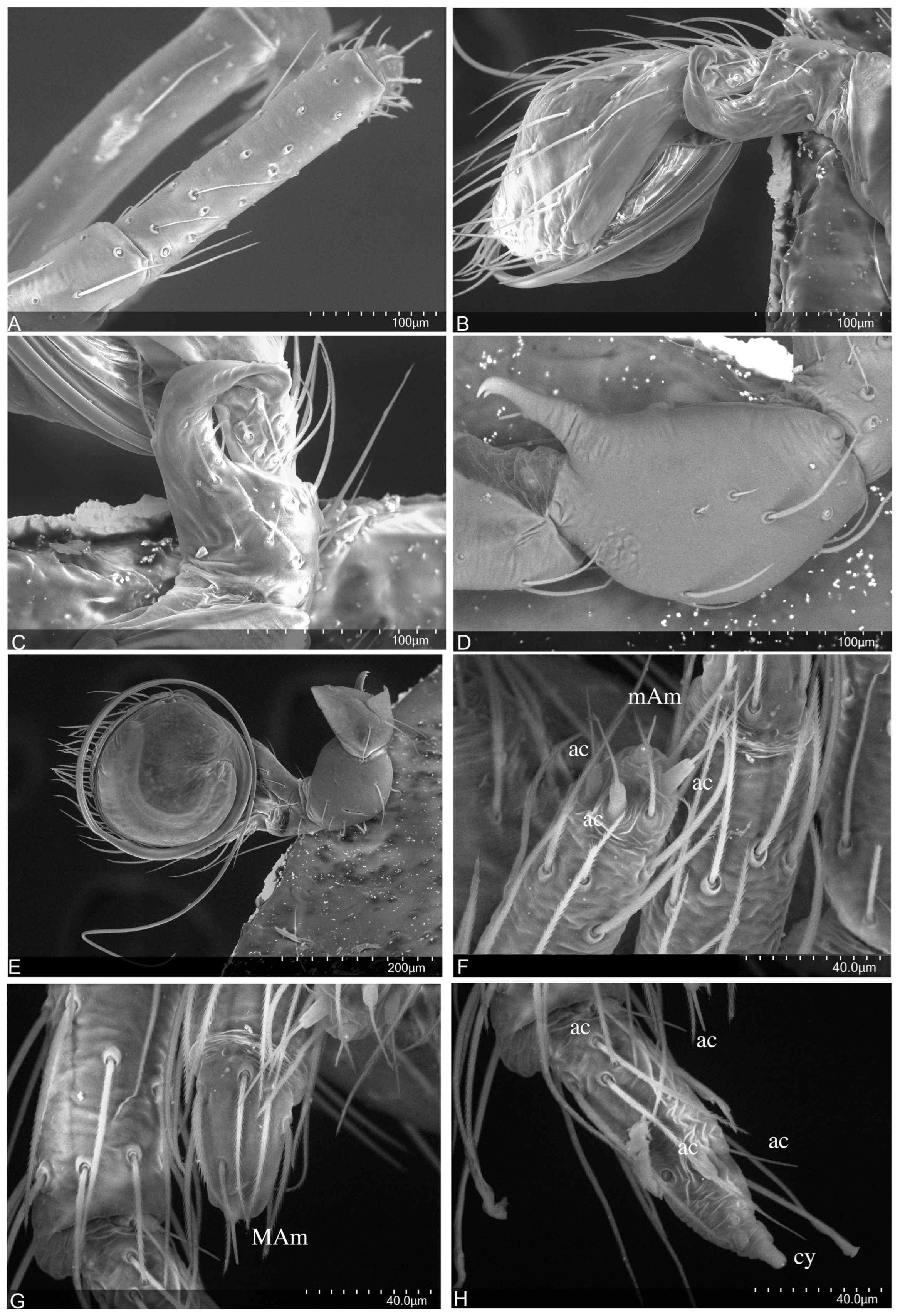 Taxonomy 04 00005 g015