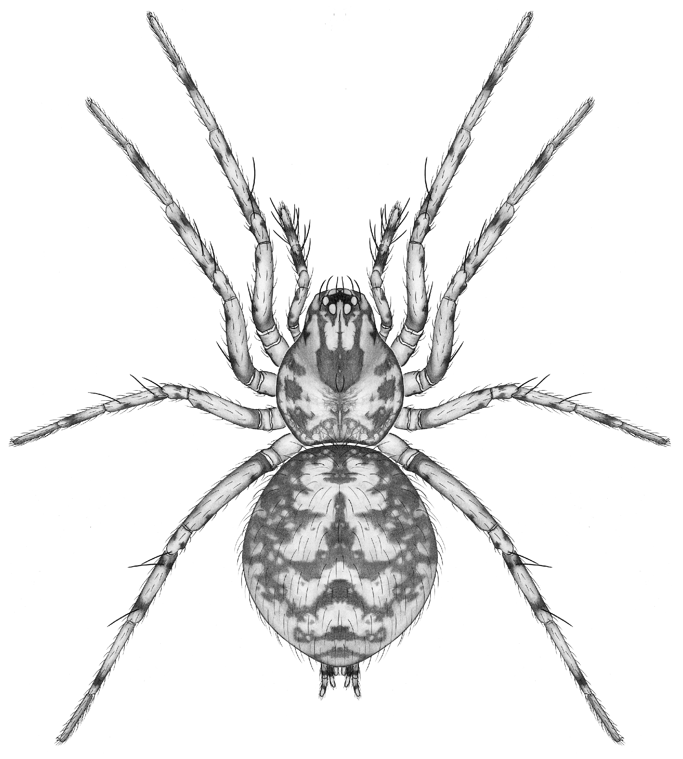Taxonomy 04 00005 g016