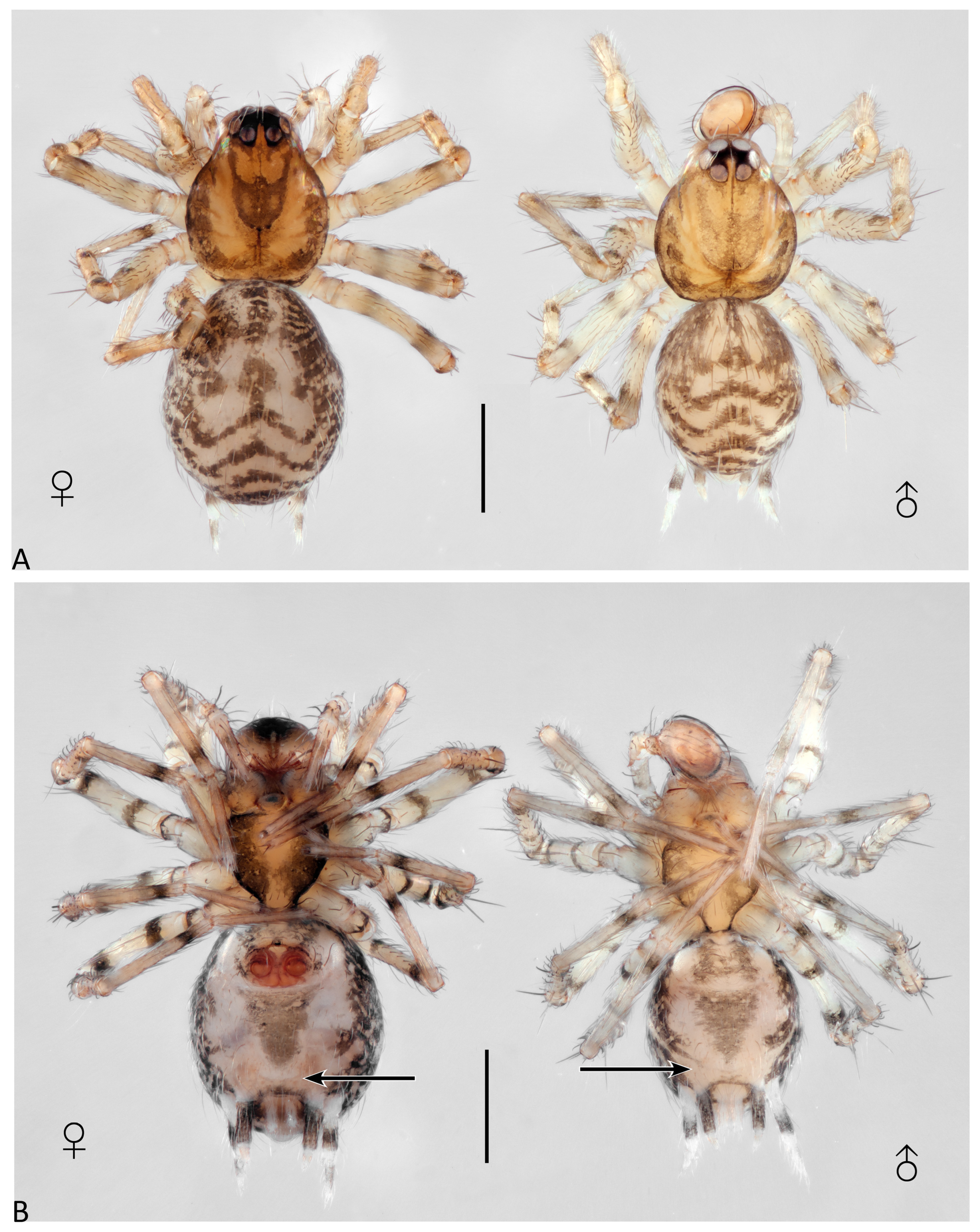 Taxonomy 04 00005 g017