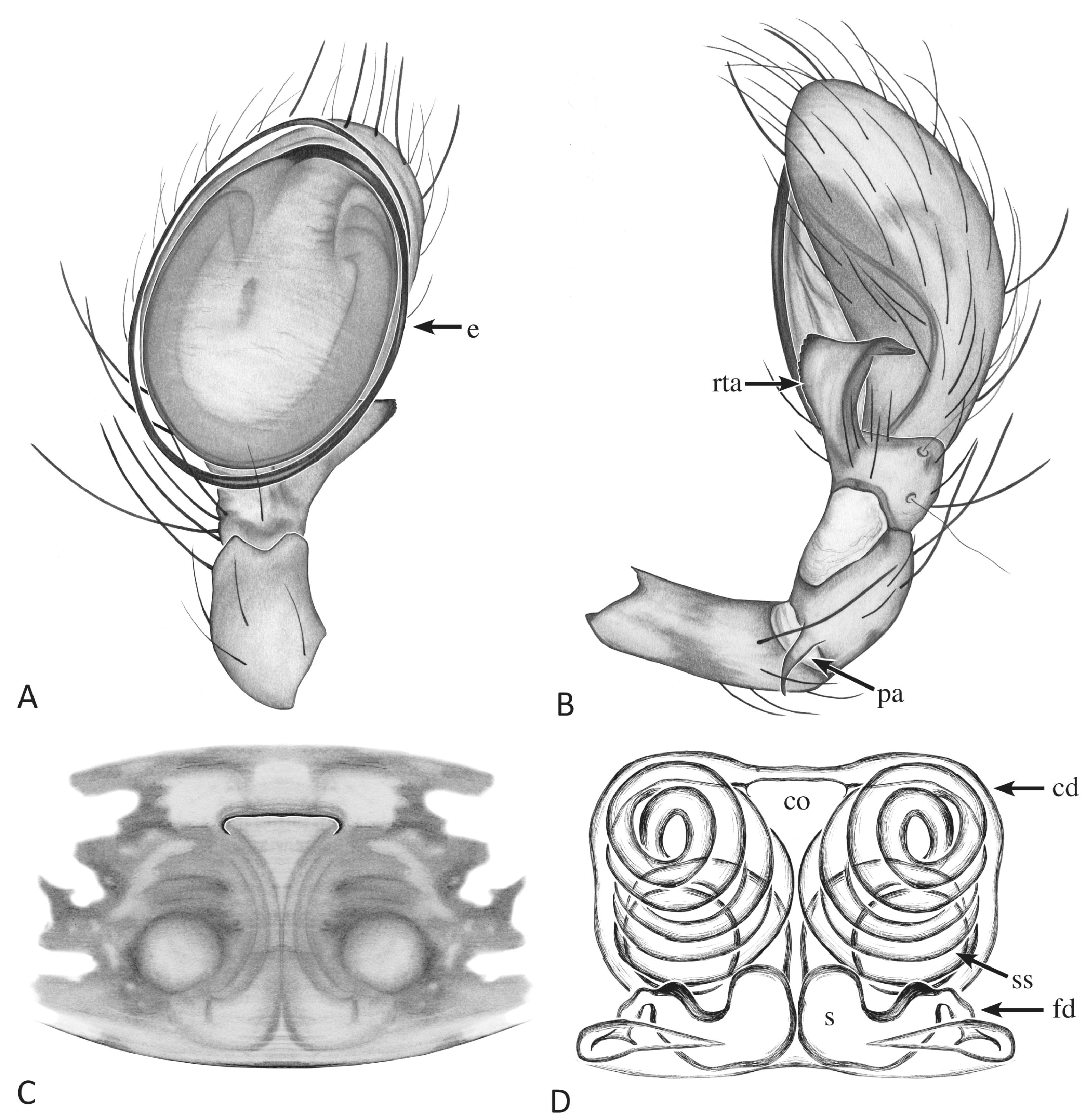 Taxonomy 04 00005 g018
